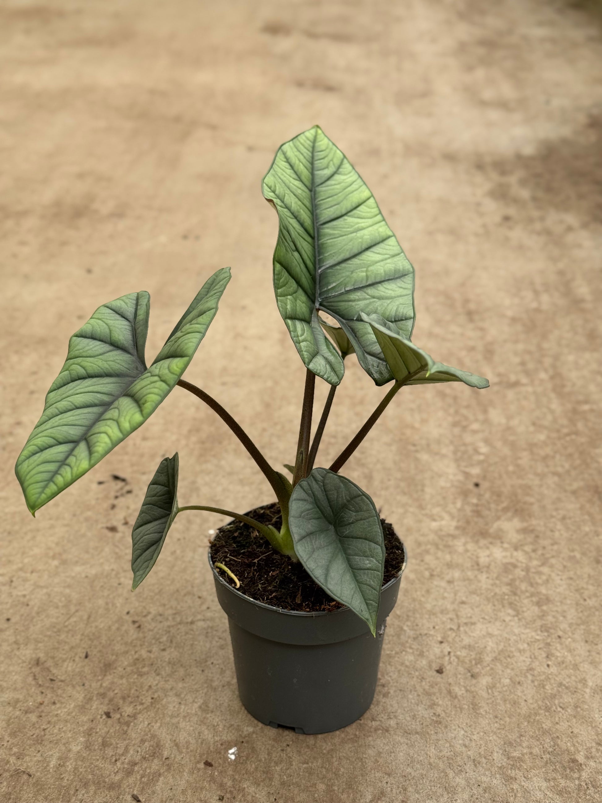 Alocasia Platinum (P14)
