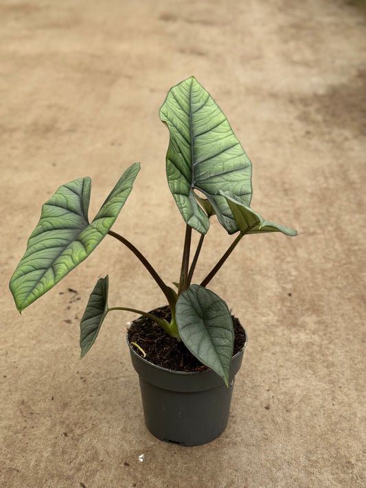 Alocasia Platinum (P14)