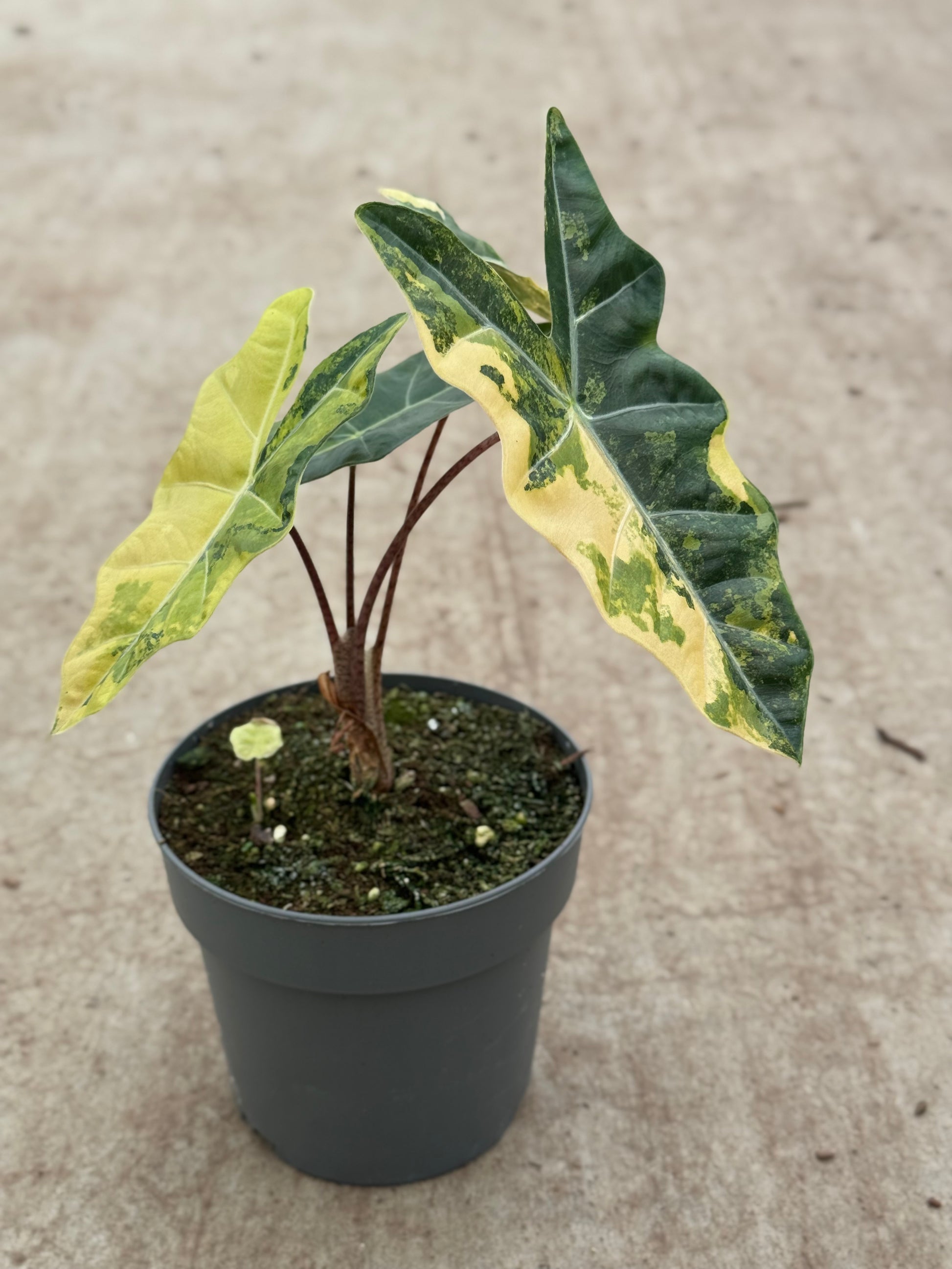 Alocasia Pseudo Sanderiana Aurea Variegata (P10)