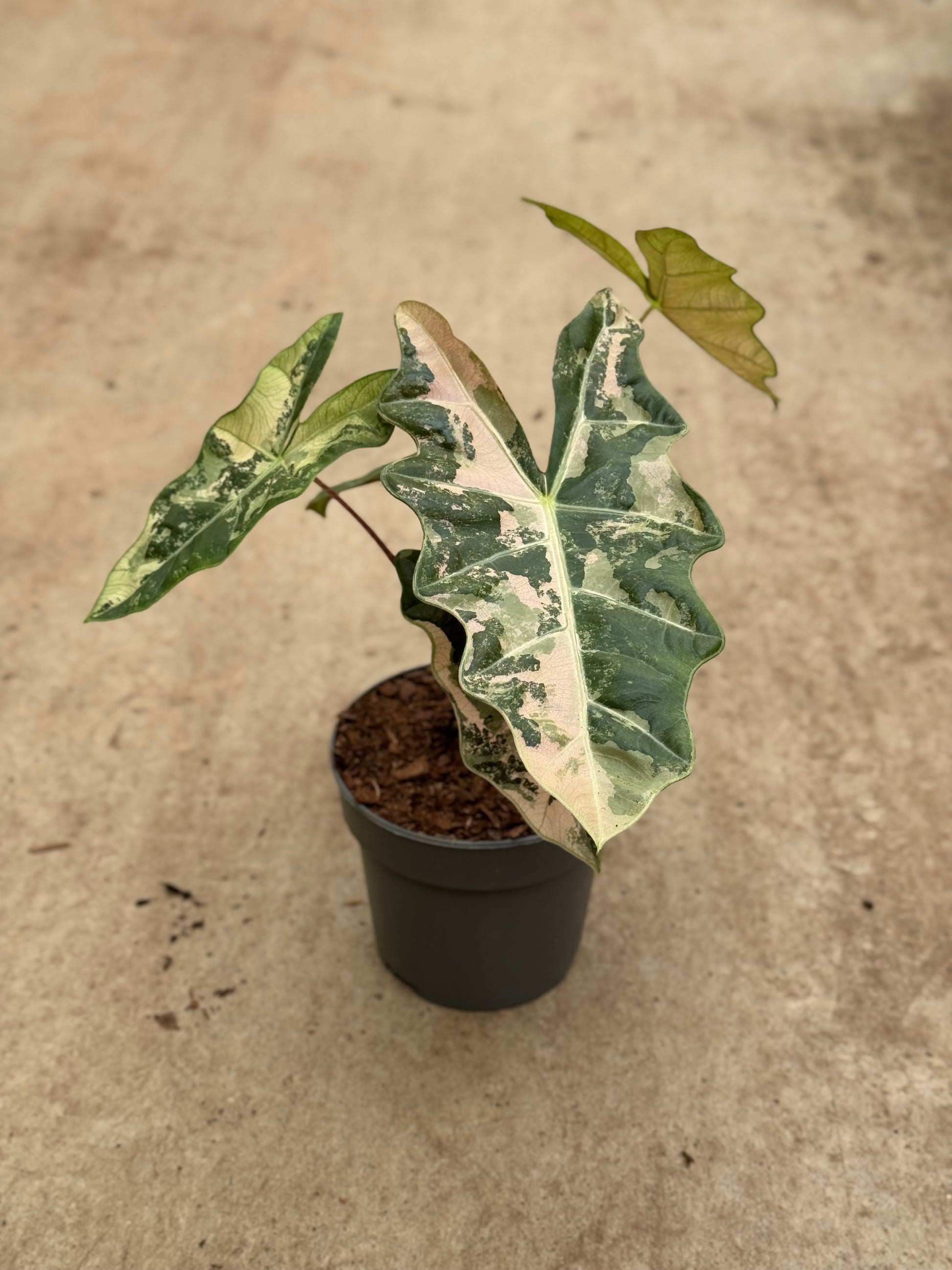 Alocasia Pseudo Sanderiana Pink Variegata (P14)