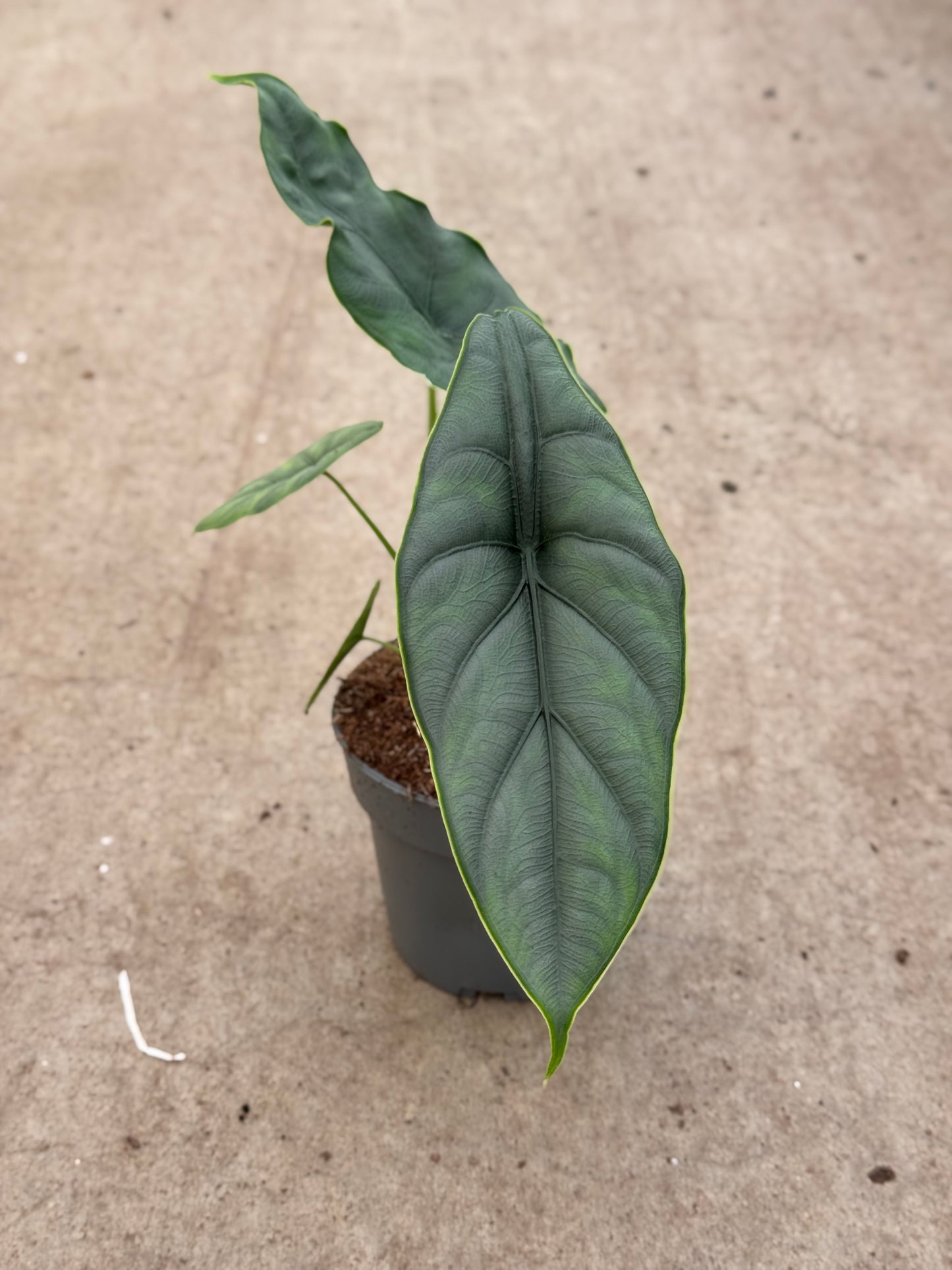Alocasia Puncak Borneensis (P14)