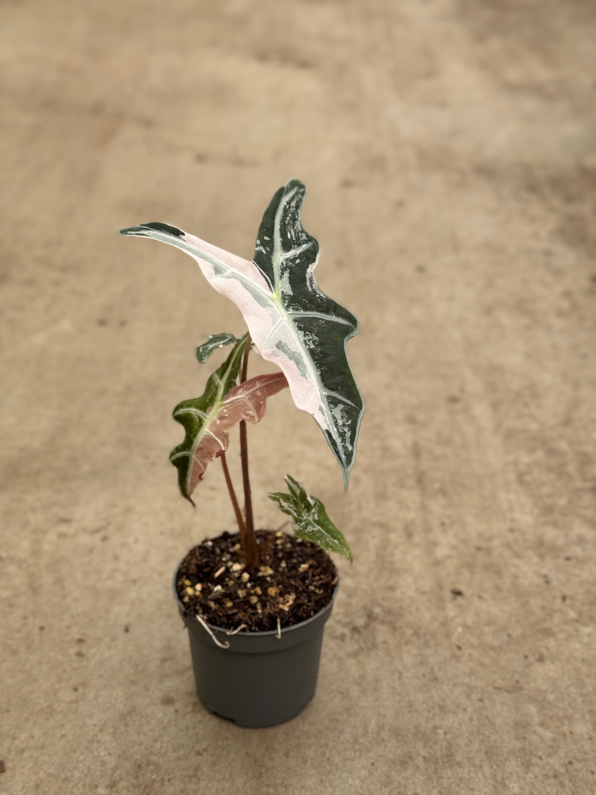 Alocasia Sanderiana Nobilis Pink Variegata (P10)