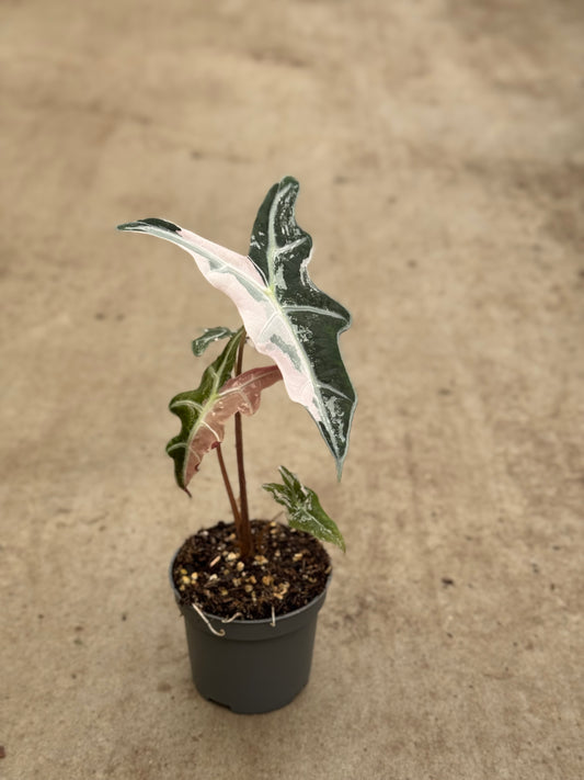 Alocasia Sanderiana Nobilis Pink Variegata (P10)