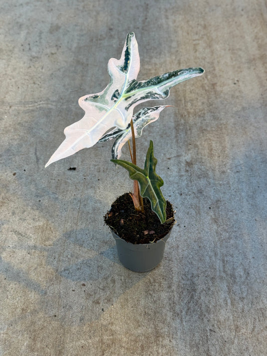 Alocasia Sanderiana Nobilis Pink Variegata (P14)