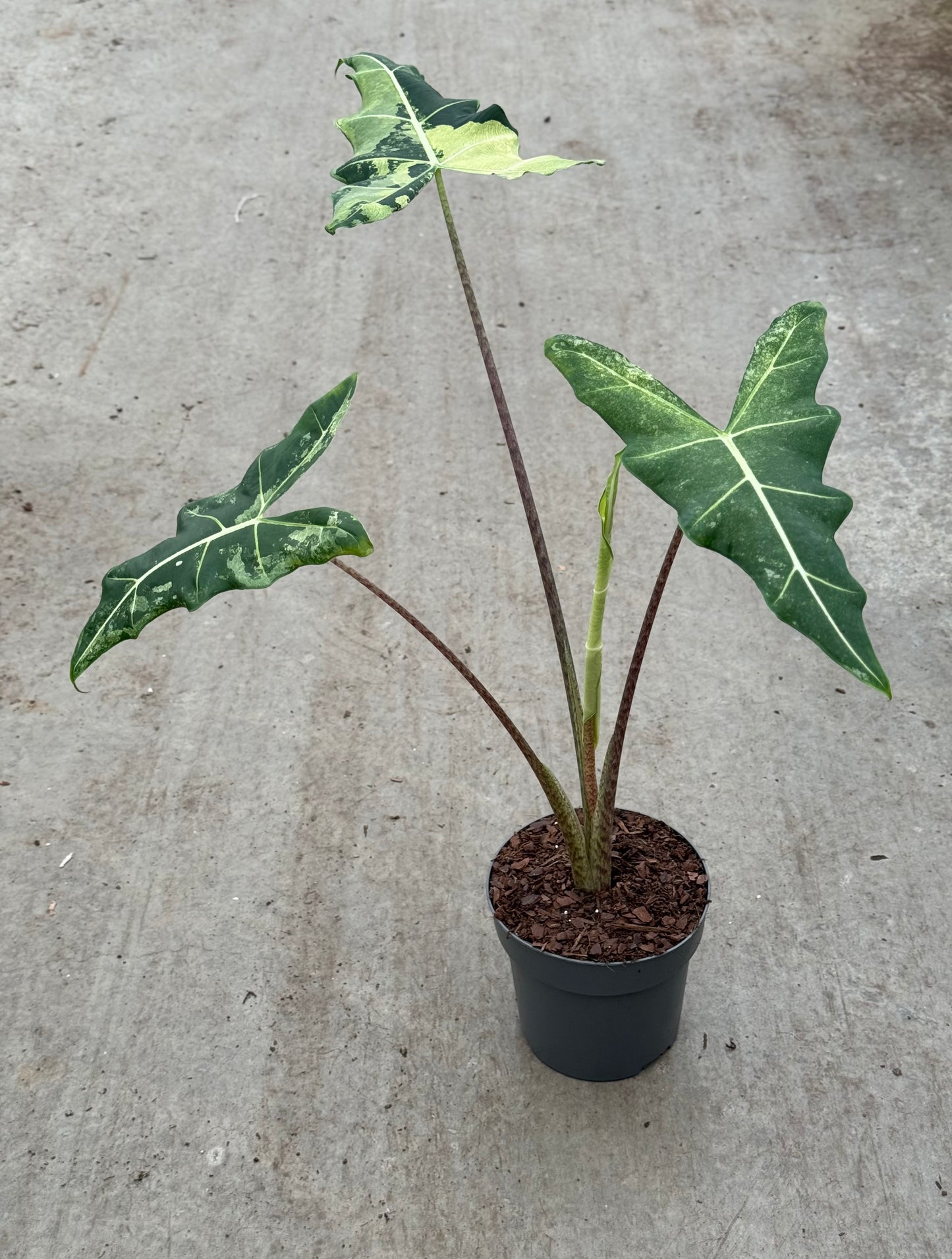 Alocasia Sarian Variegata XL (P17)