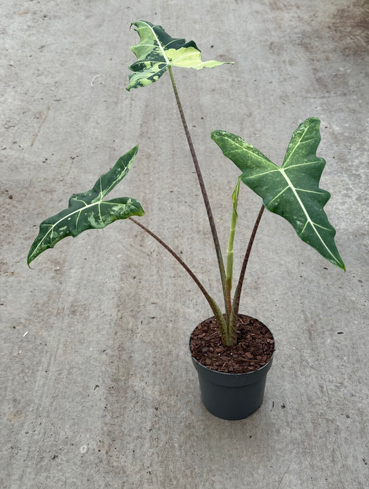 Alocasia Sarian Variegata XL (P17)