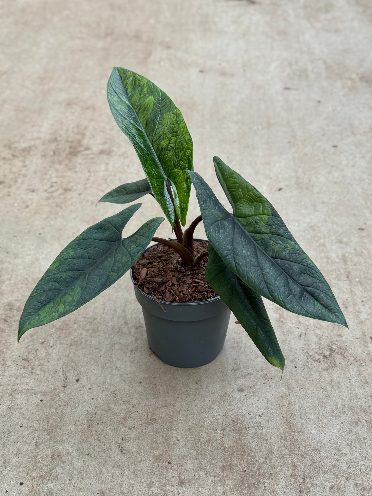 Alocasia Scalprum Aurea (P14)