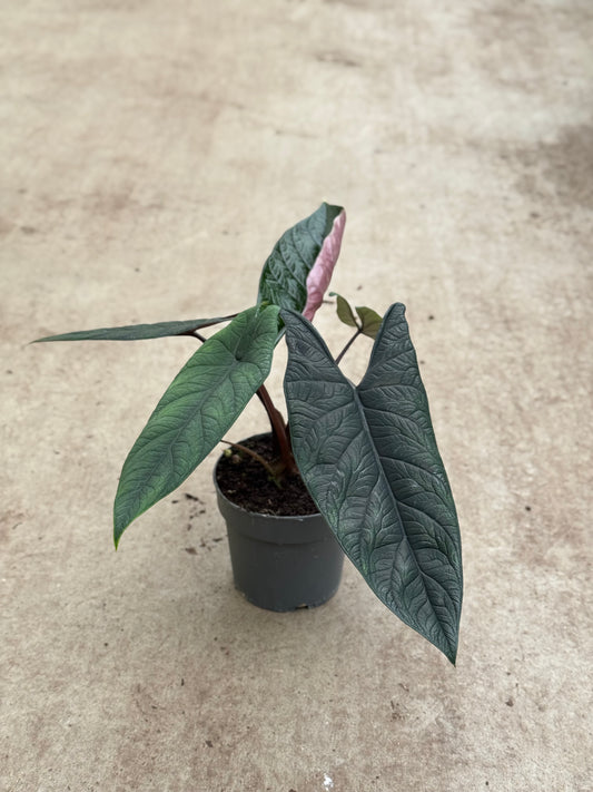 Alocasia Scalprum (P14)
