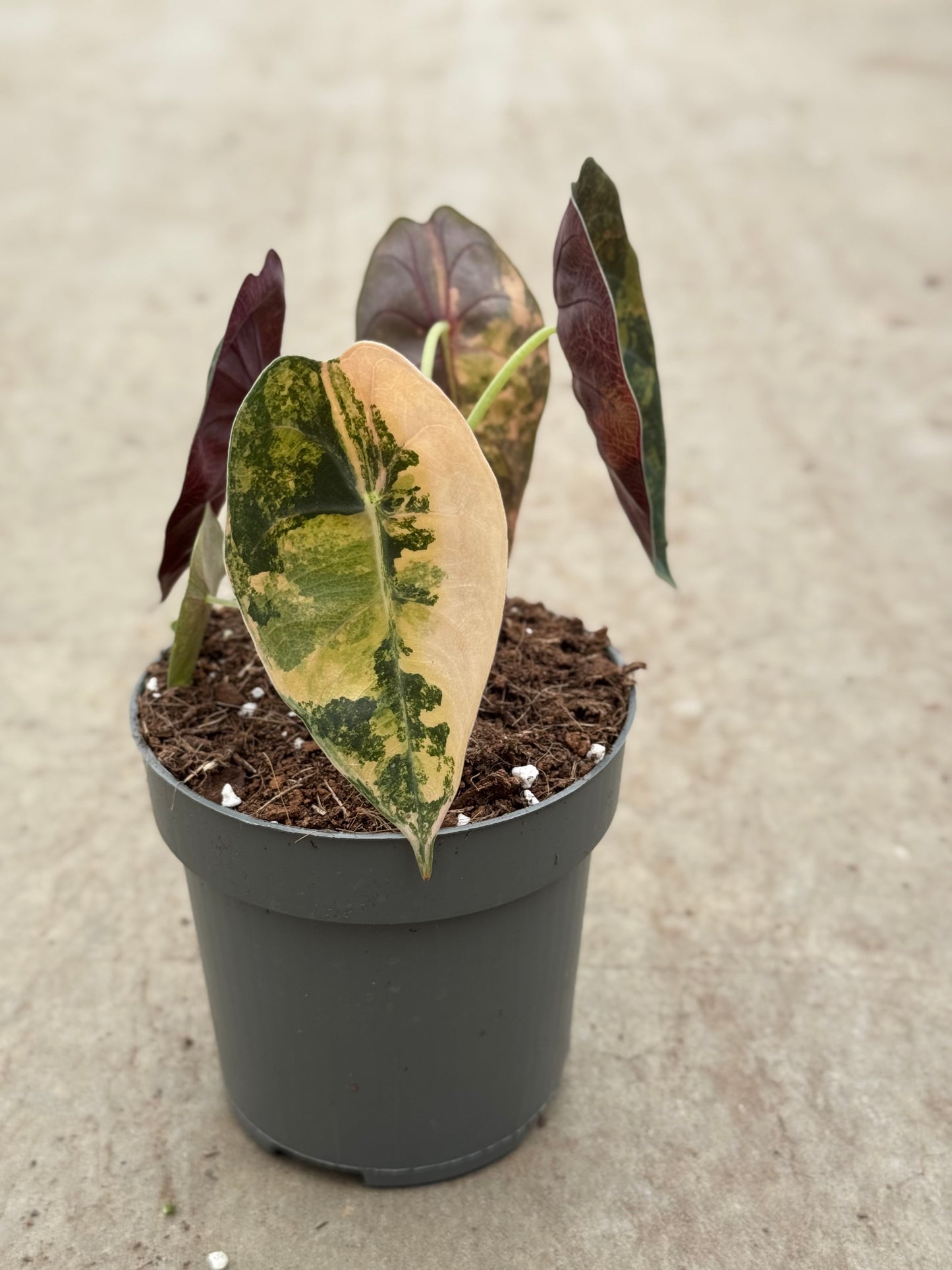Alocasia Sedenii Variegata (P10)