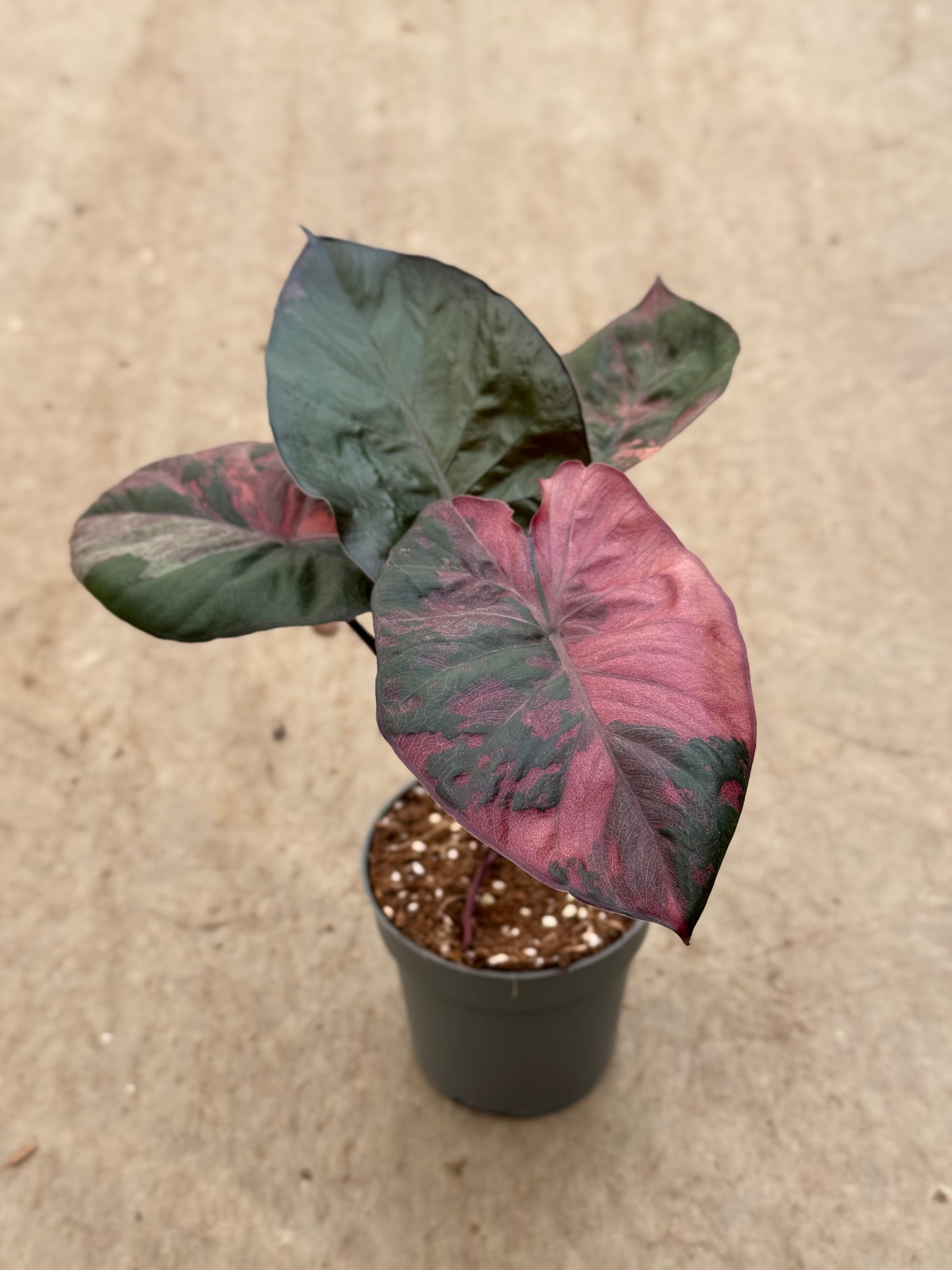 Alocasia Serendipity Pink Variegata (P14)