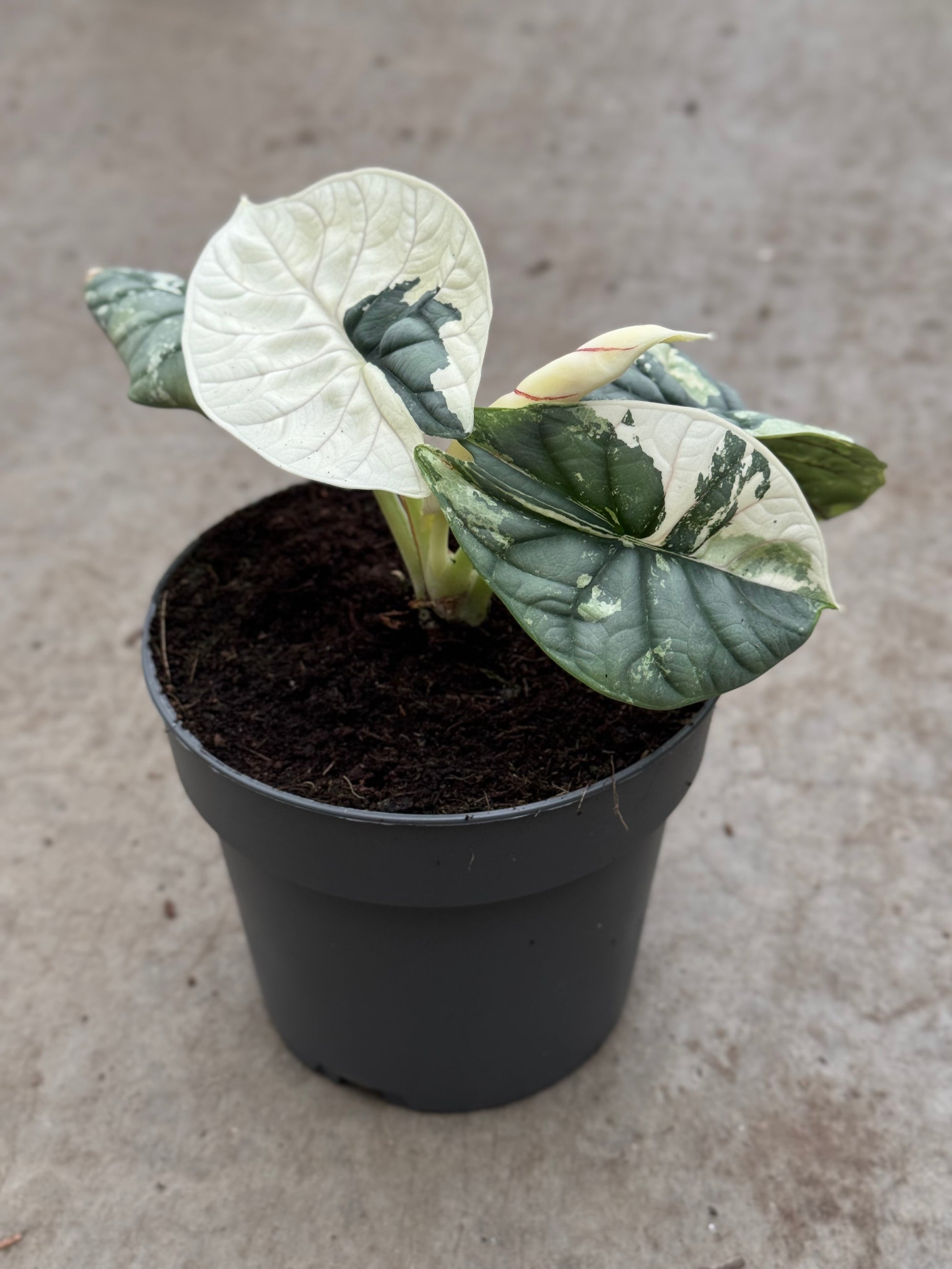 Alocasia Silver Dragon Albo Variegata (P14)