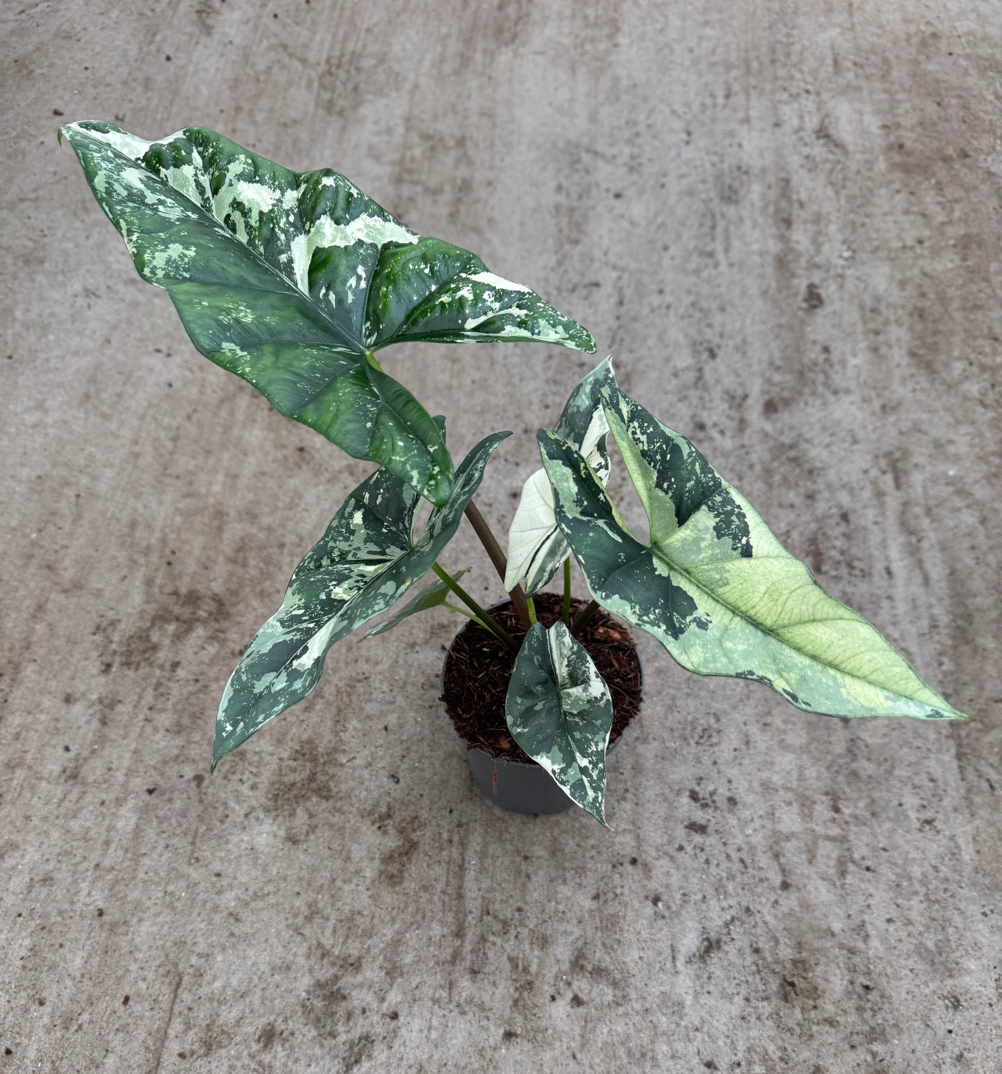 Alocasia Simpo Albo Variegata (P14)