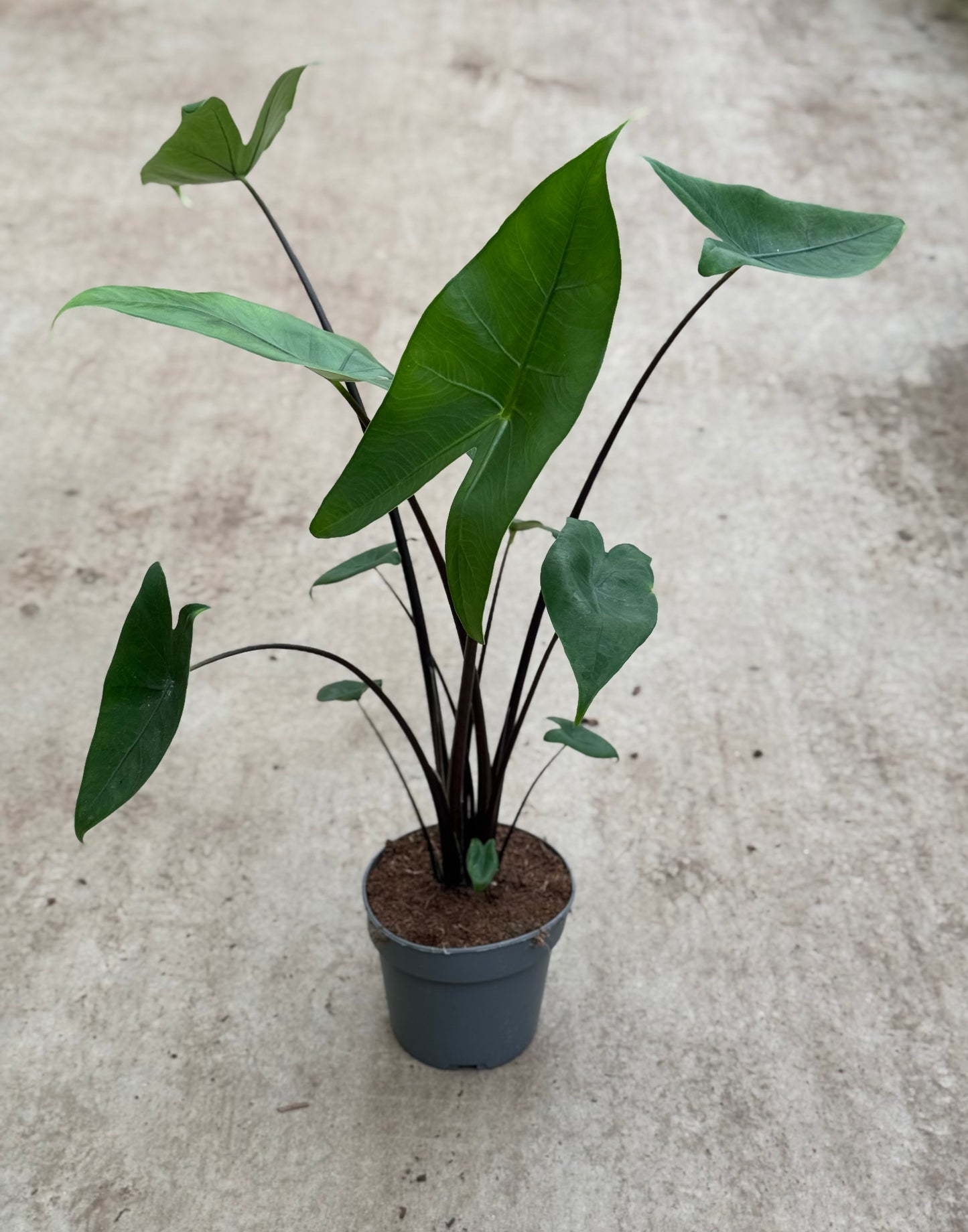 Alocasia Zebrina Black Stem (P14)