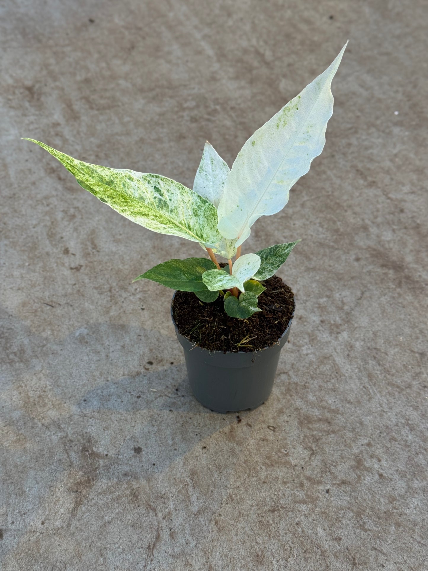Anthurium Bonplandii Variegata (P10)