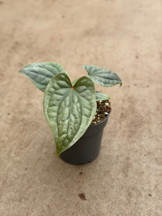 Anthurium Luxurians (P10)