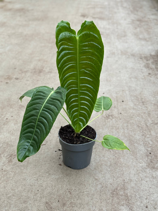 Anthurium Veitchii (P14)