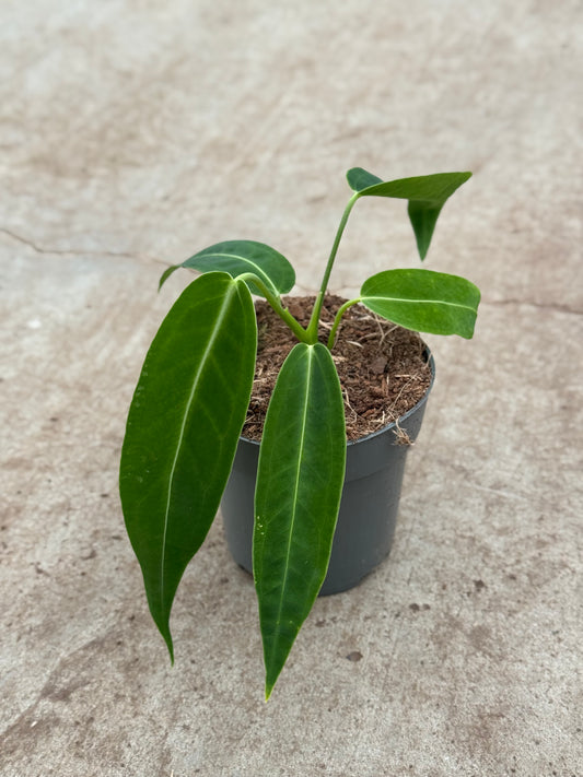 Anthurium Warocqueanum (P10)