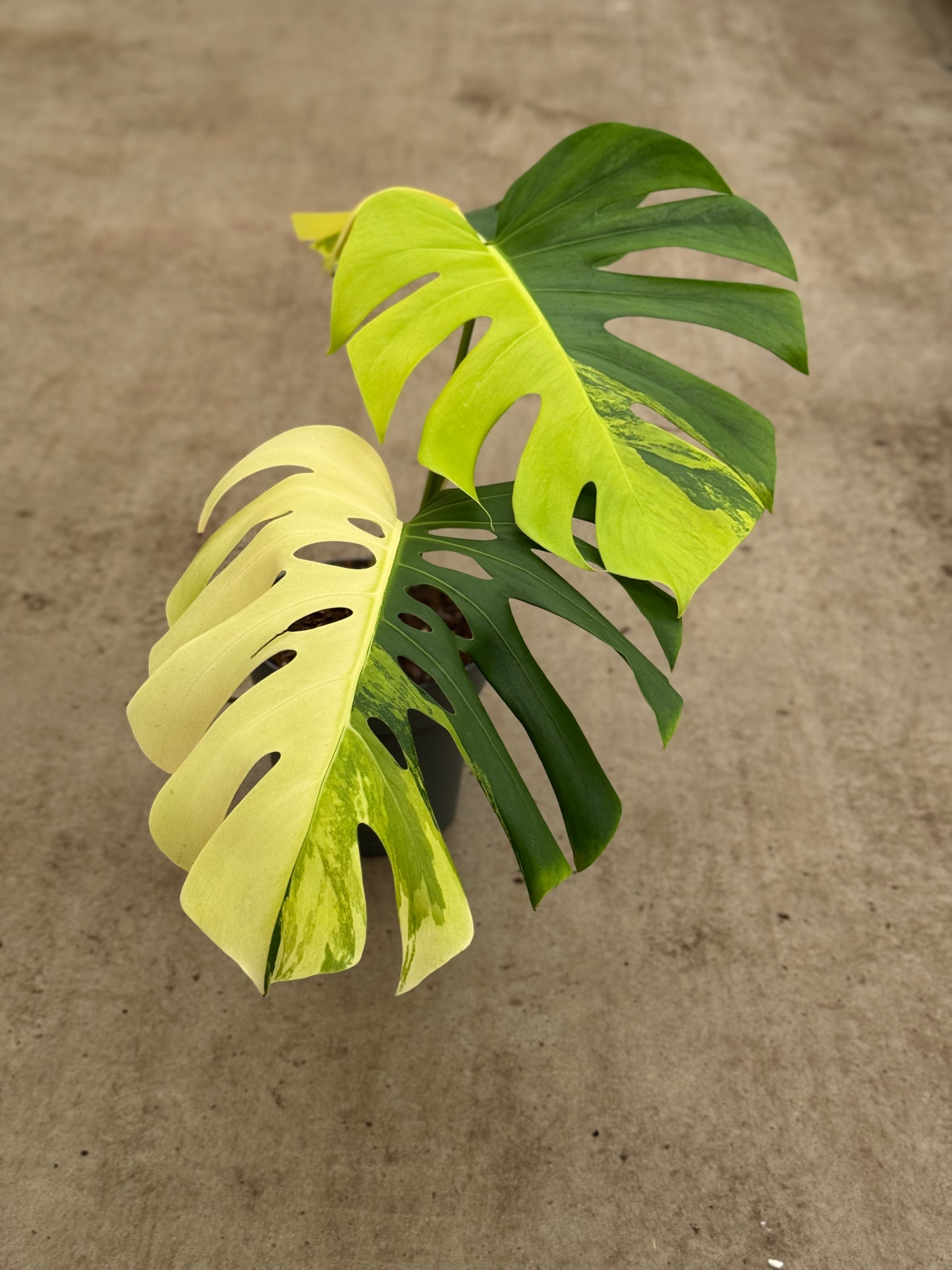 Monstera Aurea (P17)