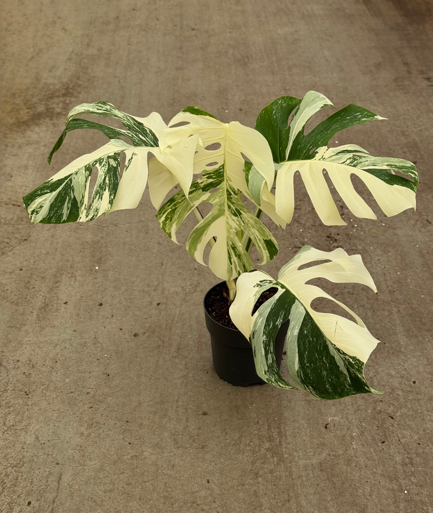 Monstera Borsigiana Albo Variegata (P17)