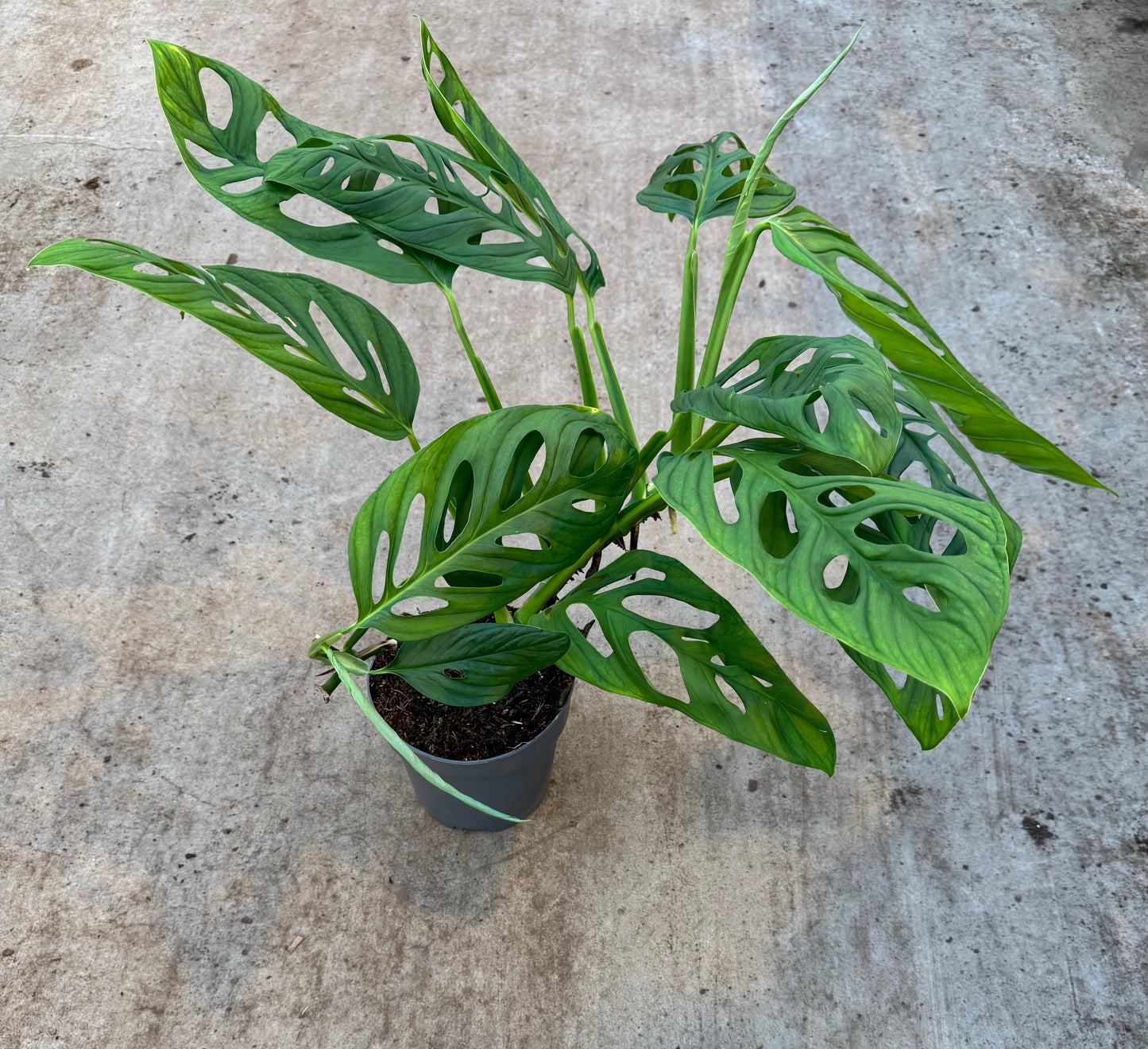 Monstera Esqueleto (P17)