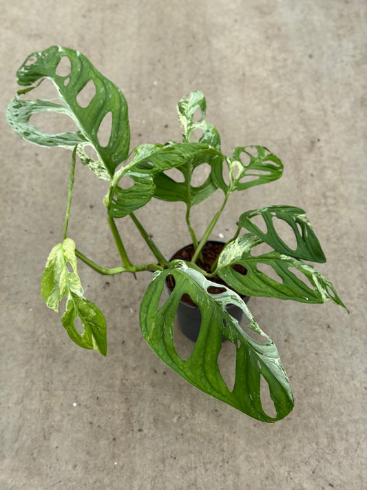 Monstera Indonesian Marble (P14)