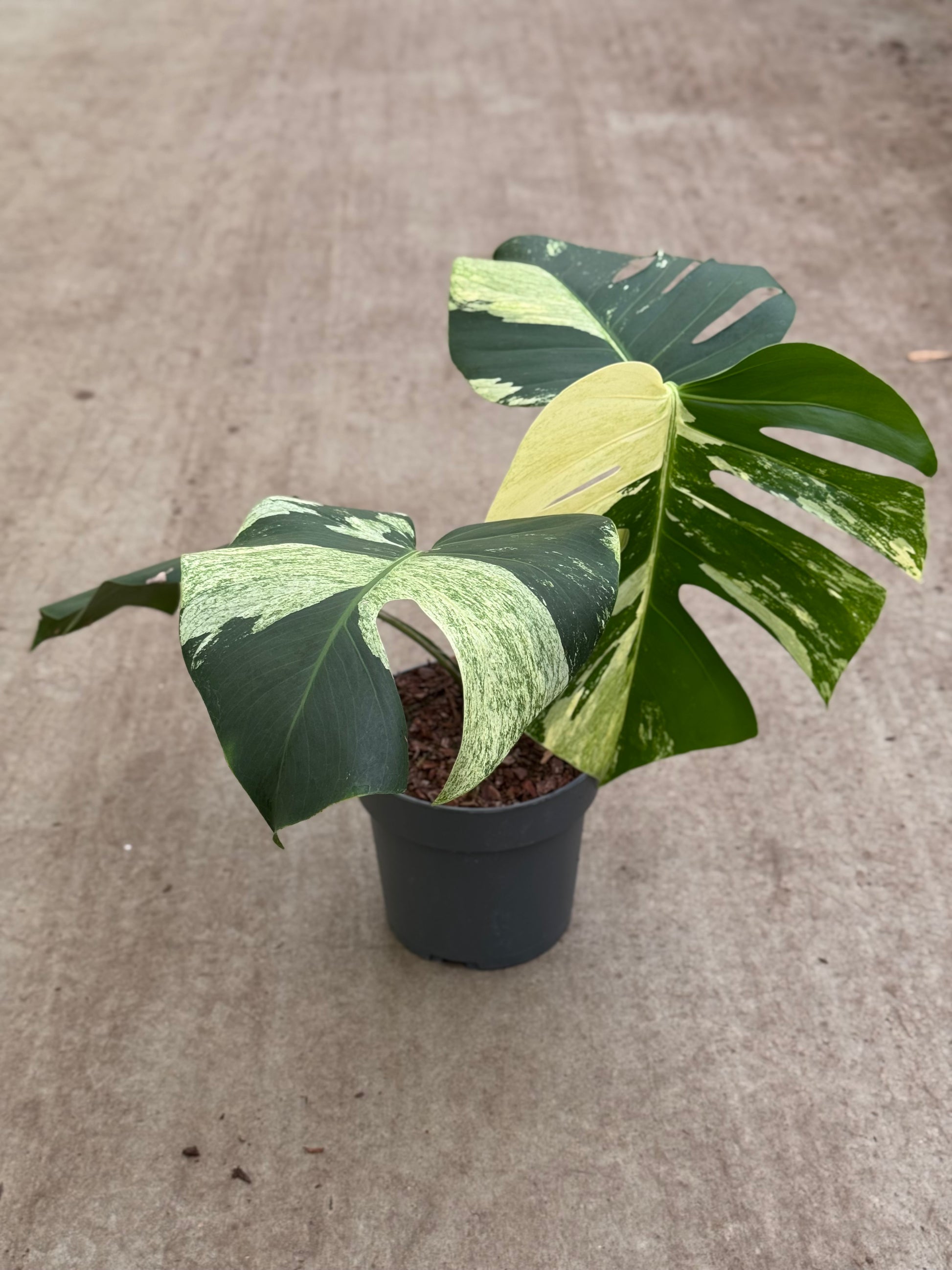 Monstera Jungle Mint (P17)