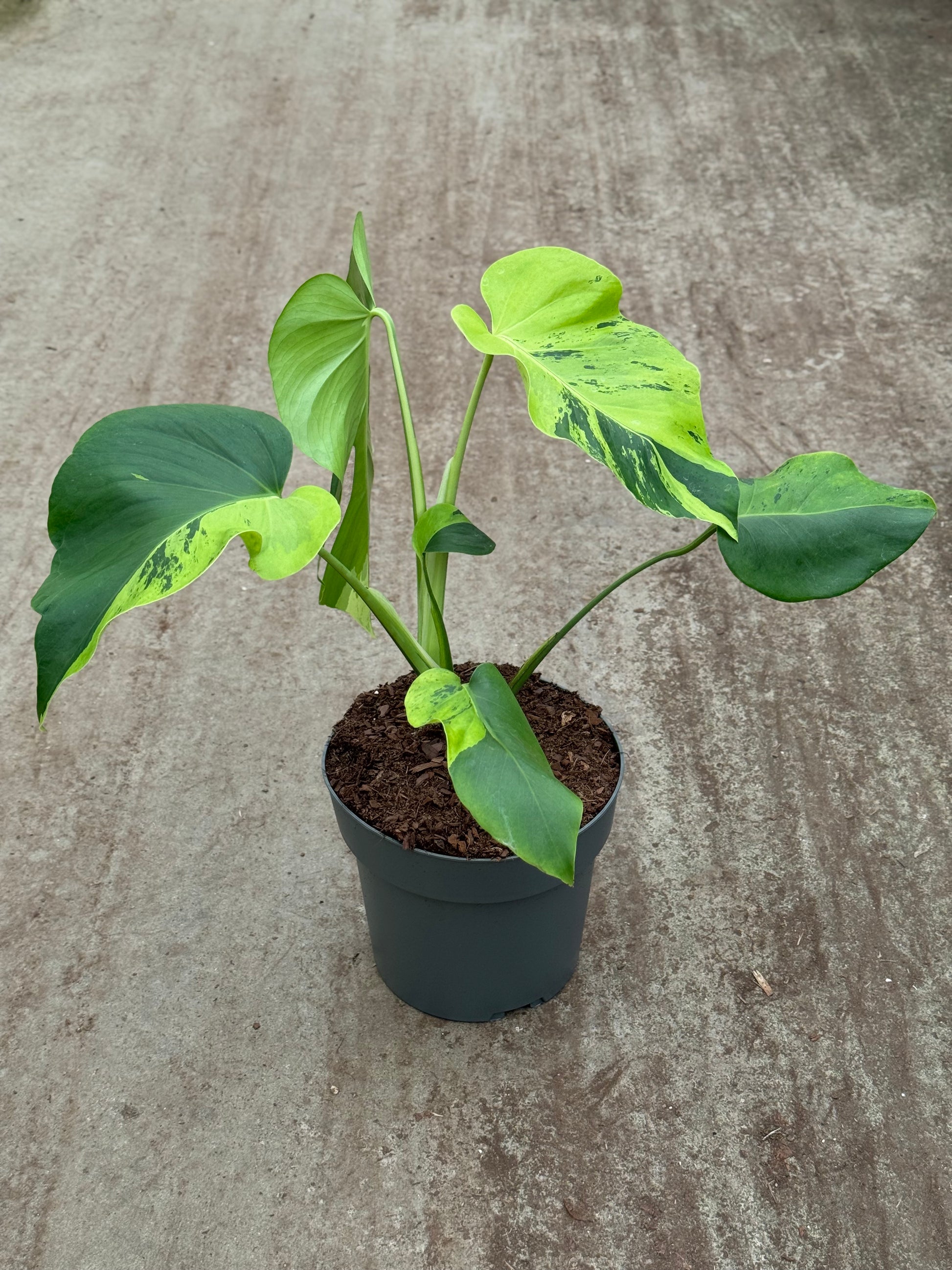 Monstera Light Lime (P17)
