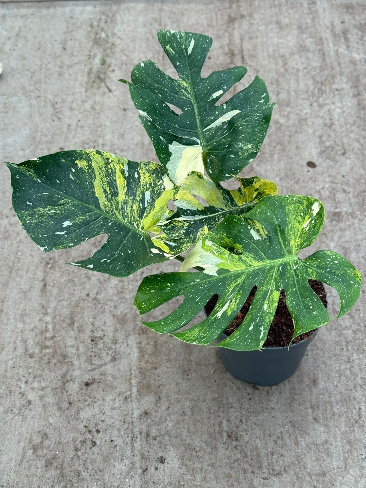 Monstera Miracle (P17)
