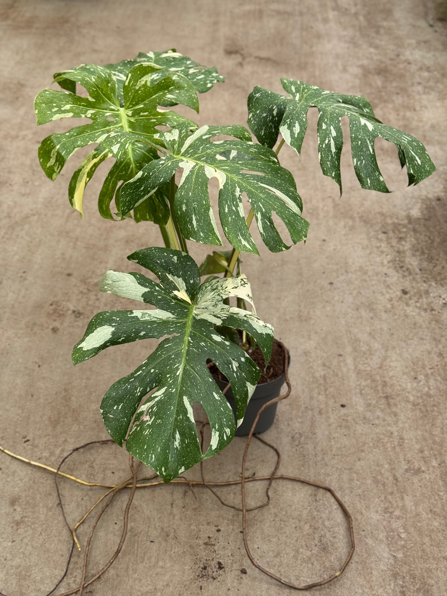 Monstera Thai Constellation XL (P14)