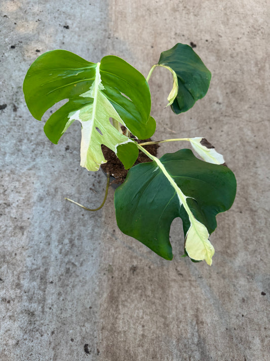 Monstera White Lava (P17)