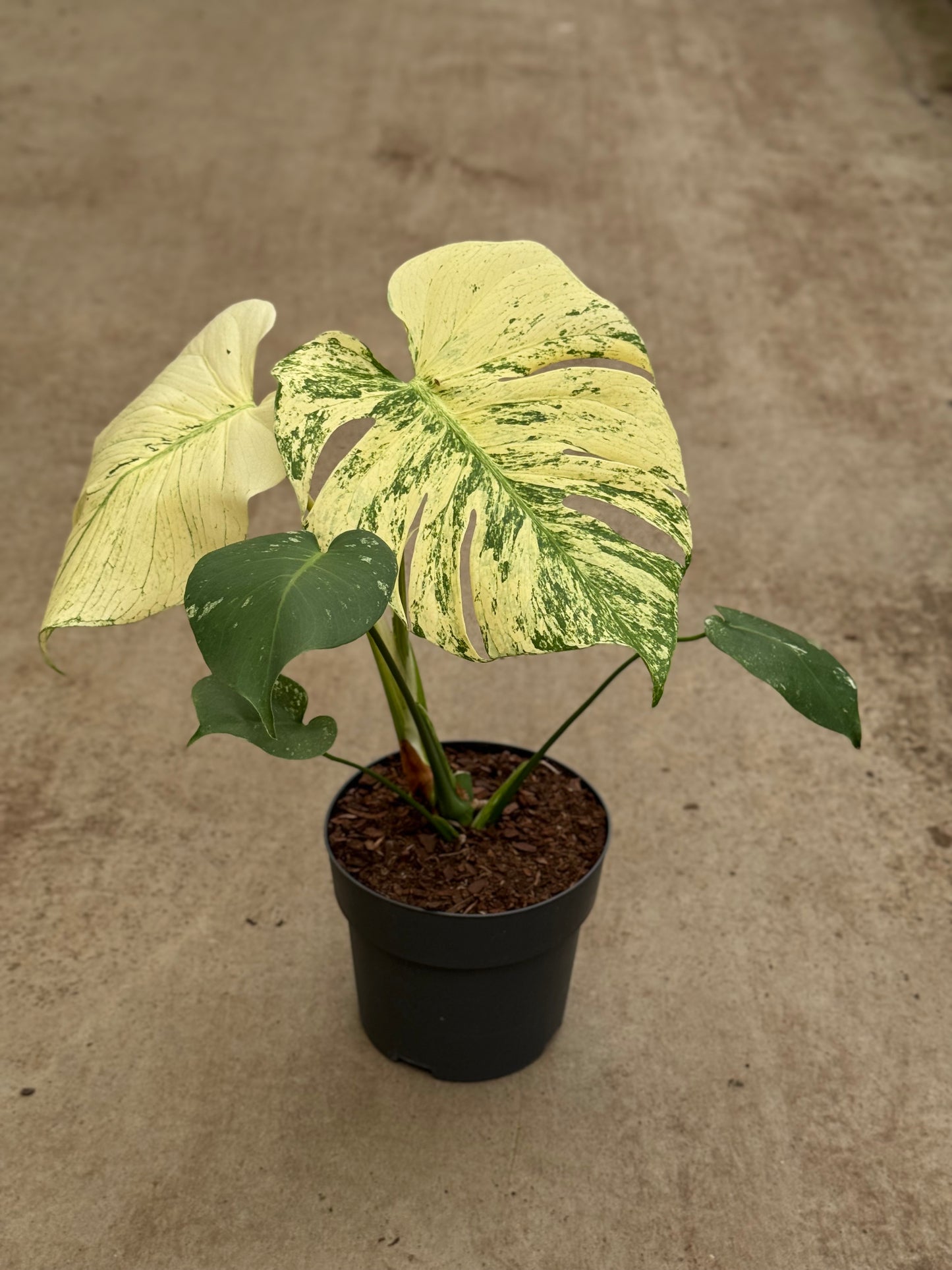 Monstera White Monster XL (P17)