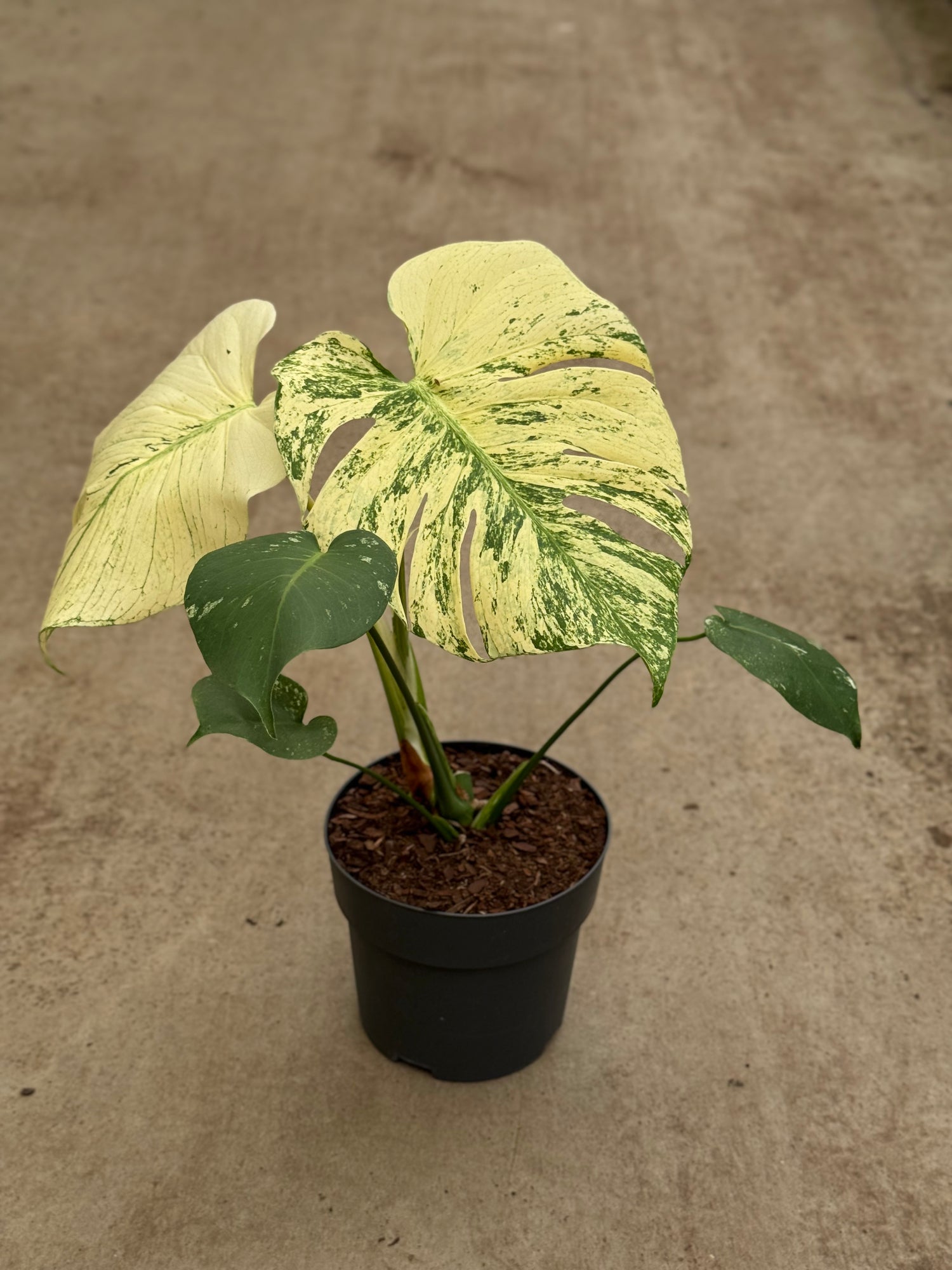 Monstera White Monster XL (P17)