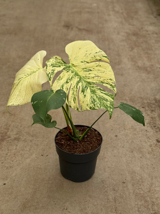 Monstera White Monster XL (P17)