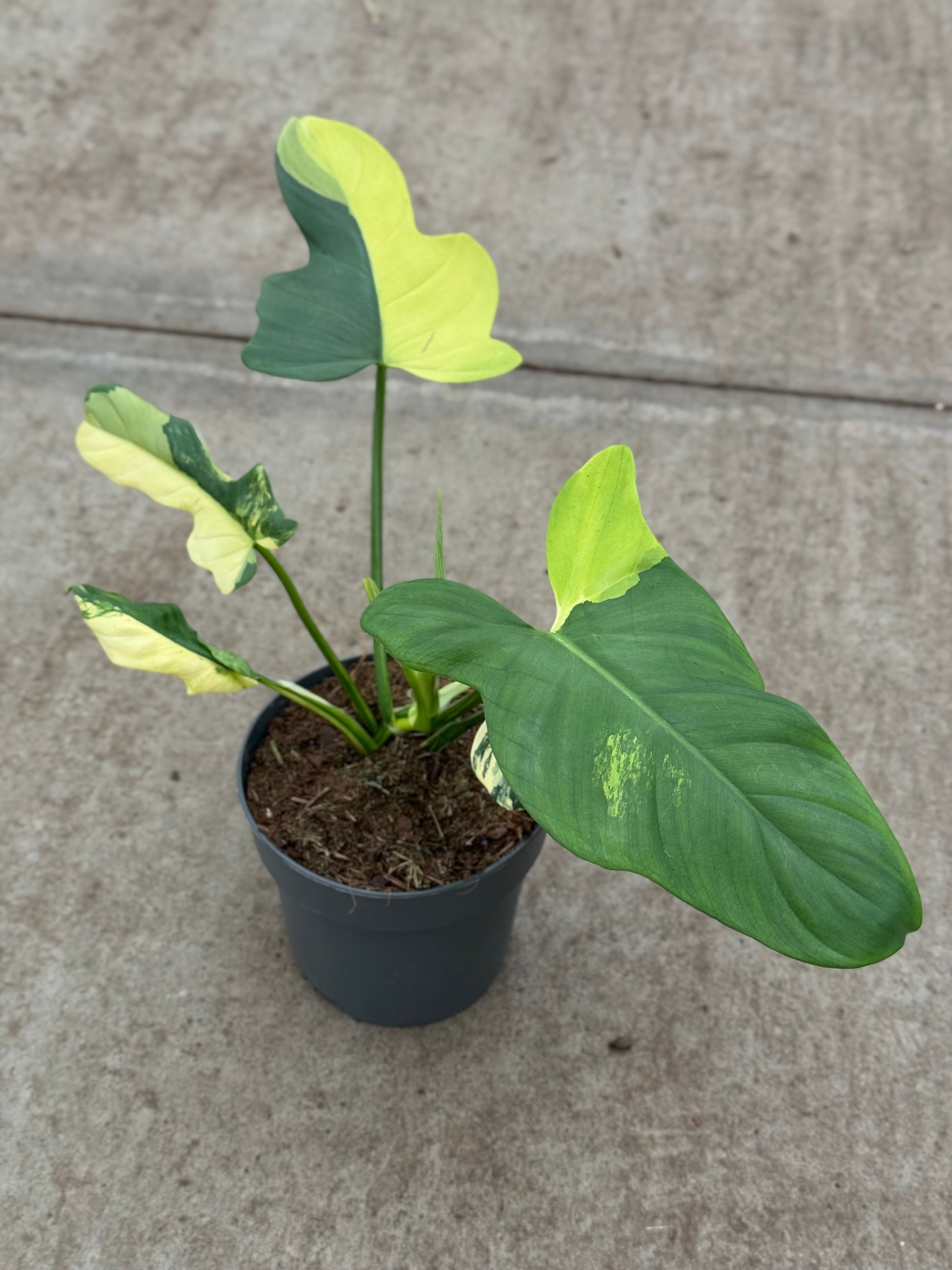 Philodendron Bipennifolium Variegata (P14)