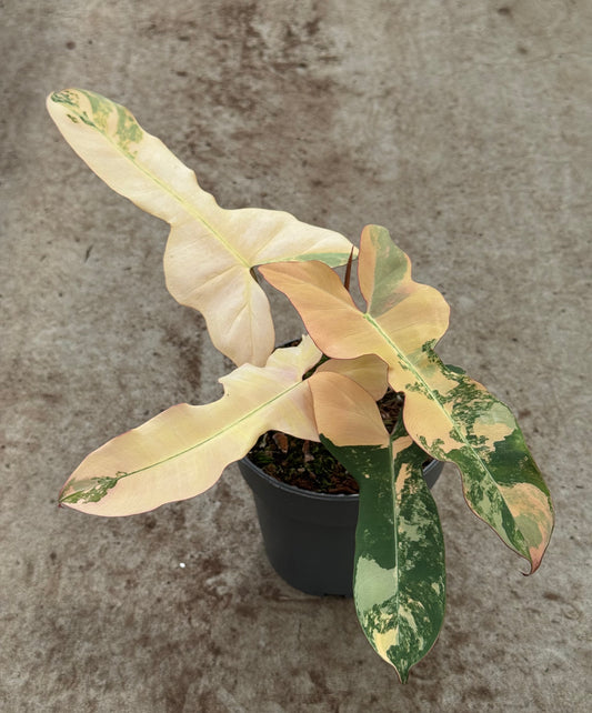 Philodendron Brown Beauty (P14)