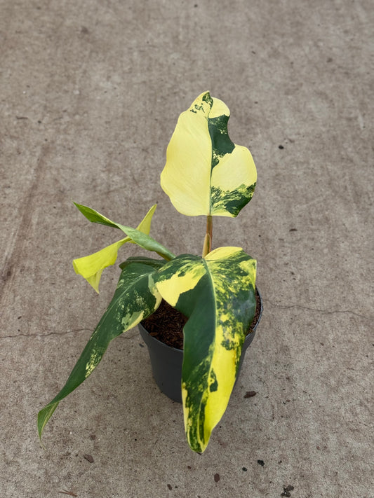 Philodendron Domesticum Variegata (P14)