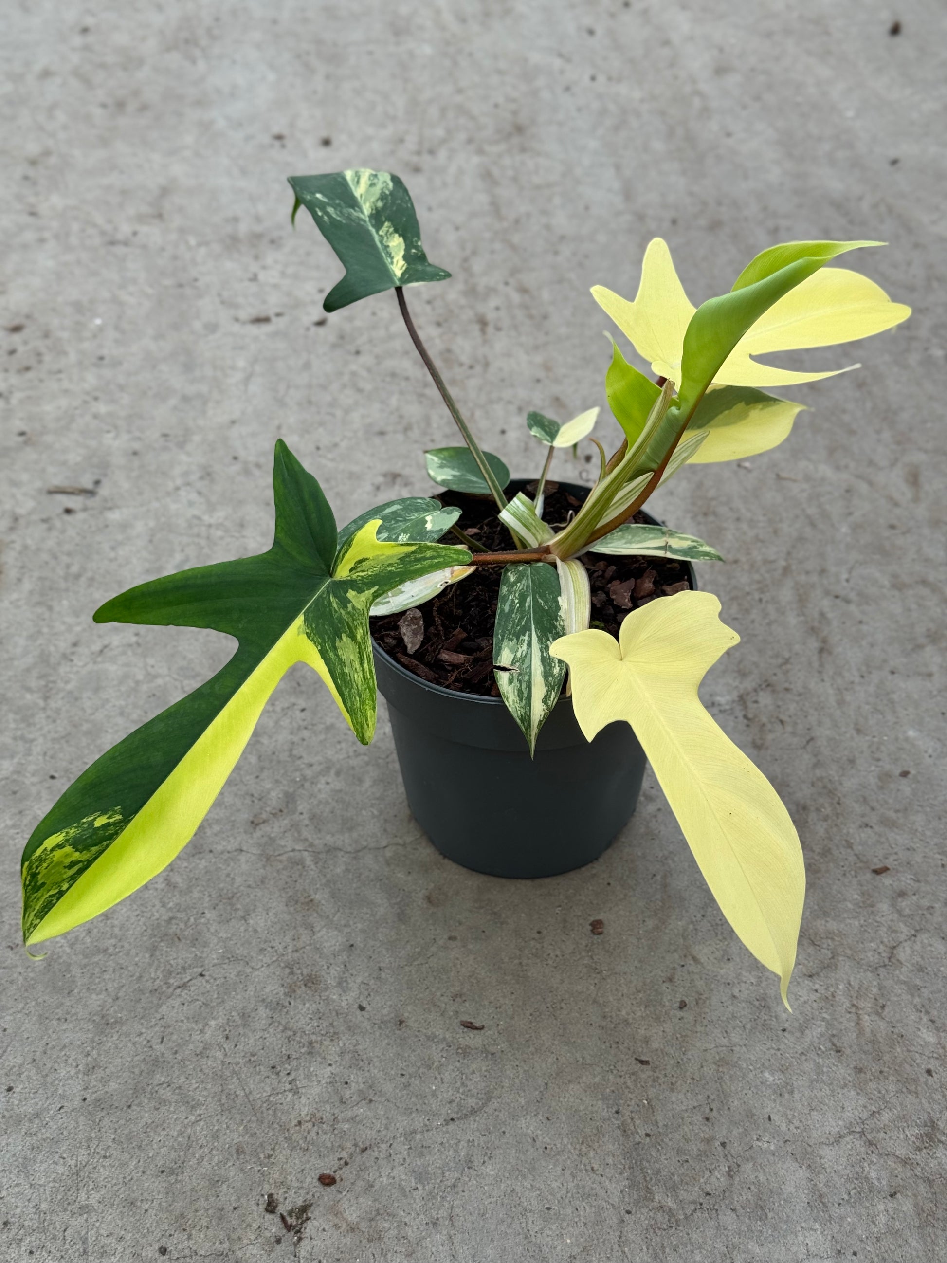 Philodendron Florida Beauty (P14)