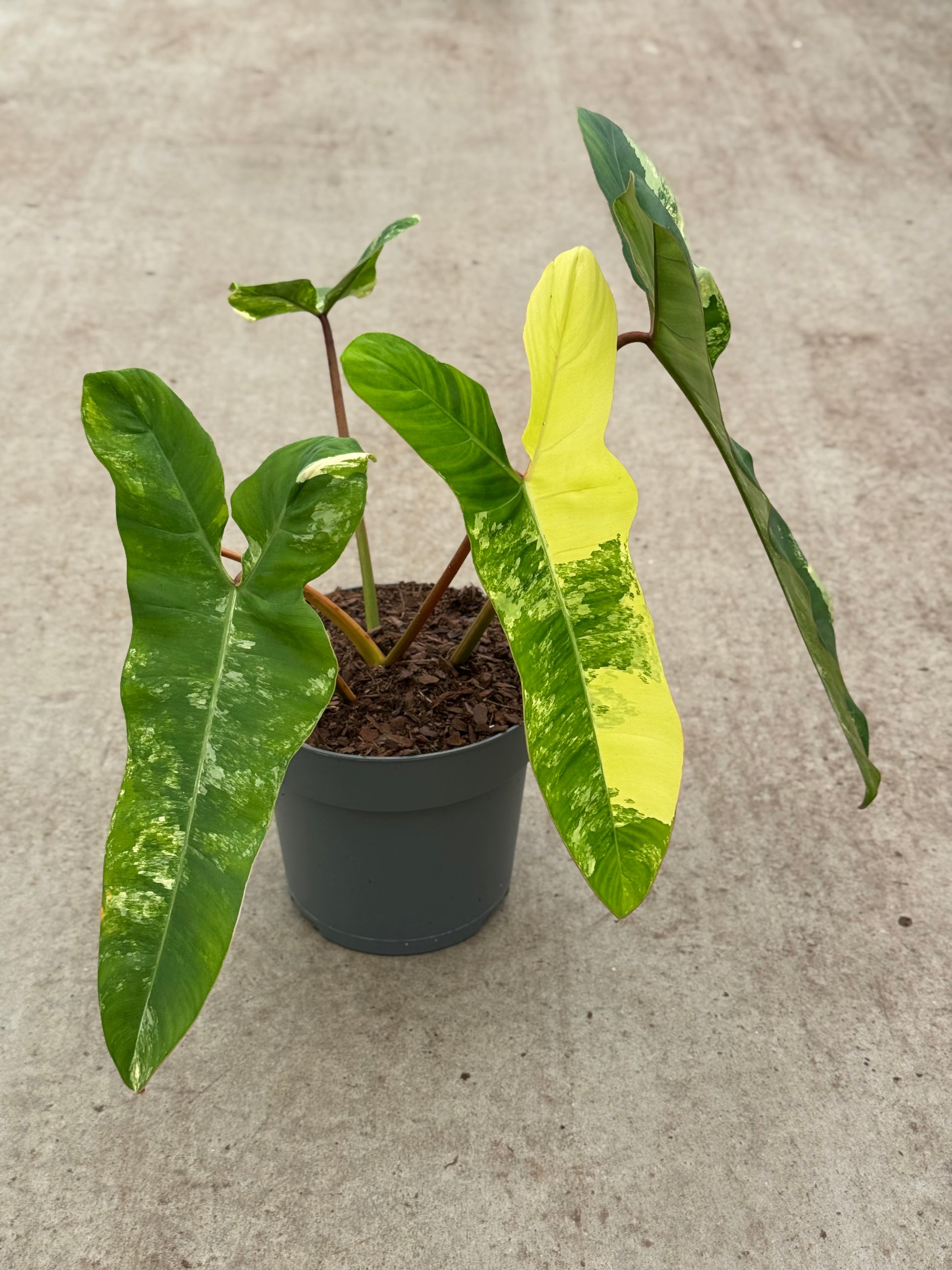 Philodendron Florida Beauty X Billietiae Variegata (P17)