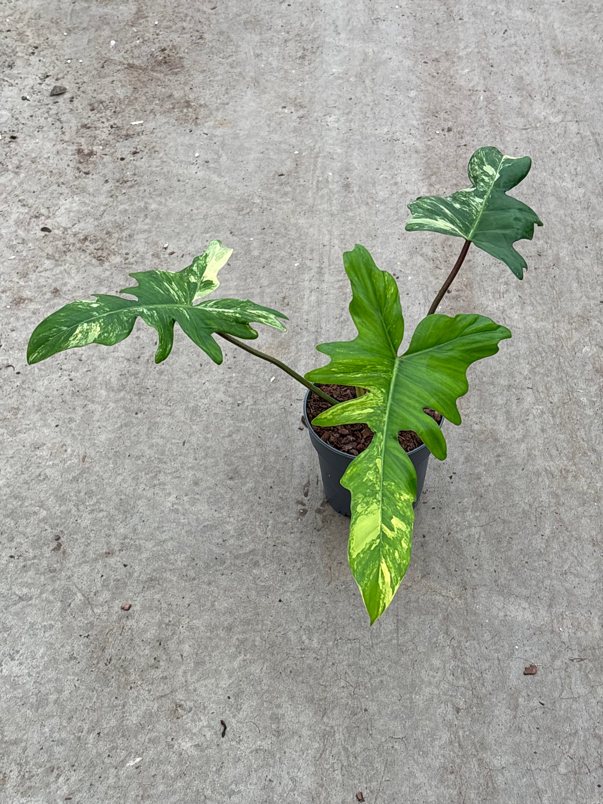 Philodendron Florida Beauty X Mayoi (P14)