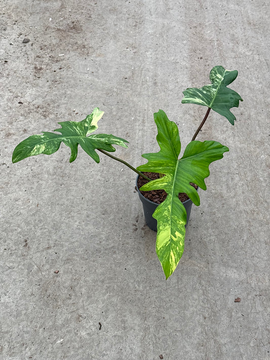 Philodendron Florida Beauty X Mayoi (P14)
