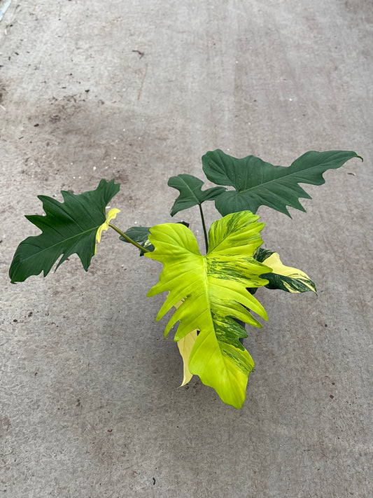 Philodendron Florida Beauty X Mayoi (P17)