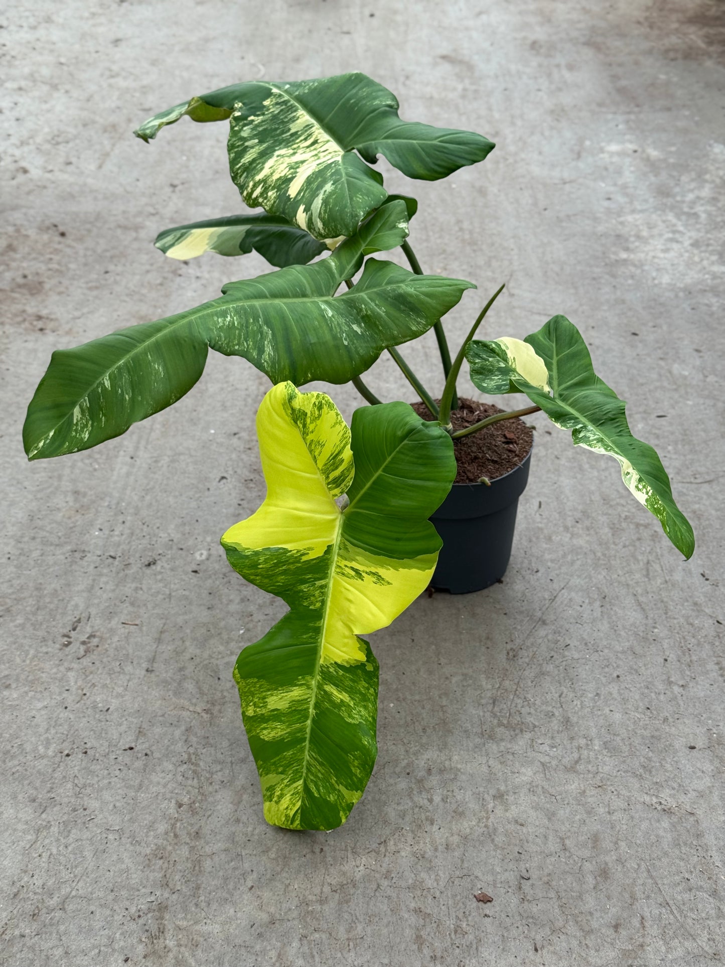 Philodendron Florida Beauty X Paraiso Verde (P17)