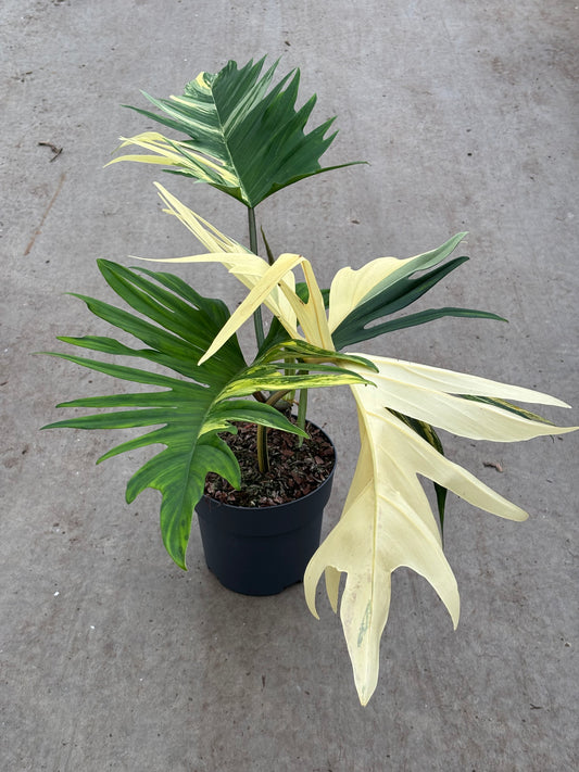Philodendron Florida Beauty X Tortum XL (P17)