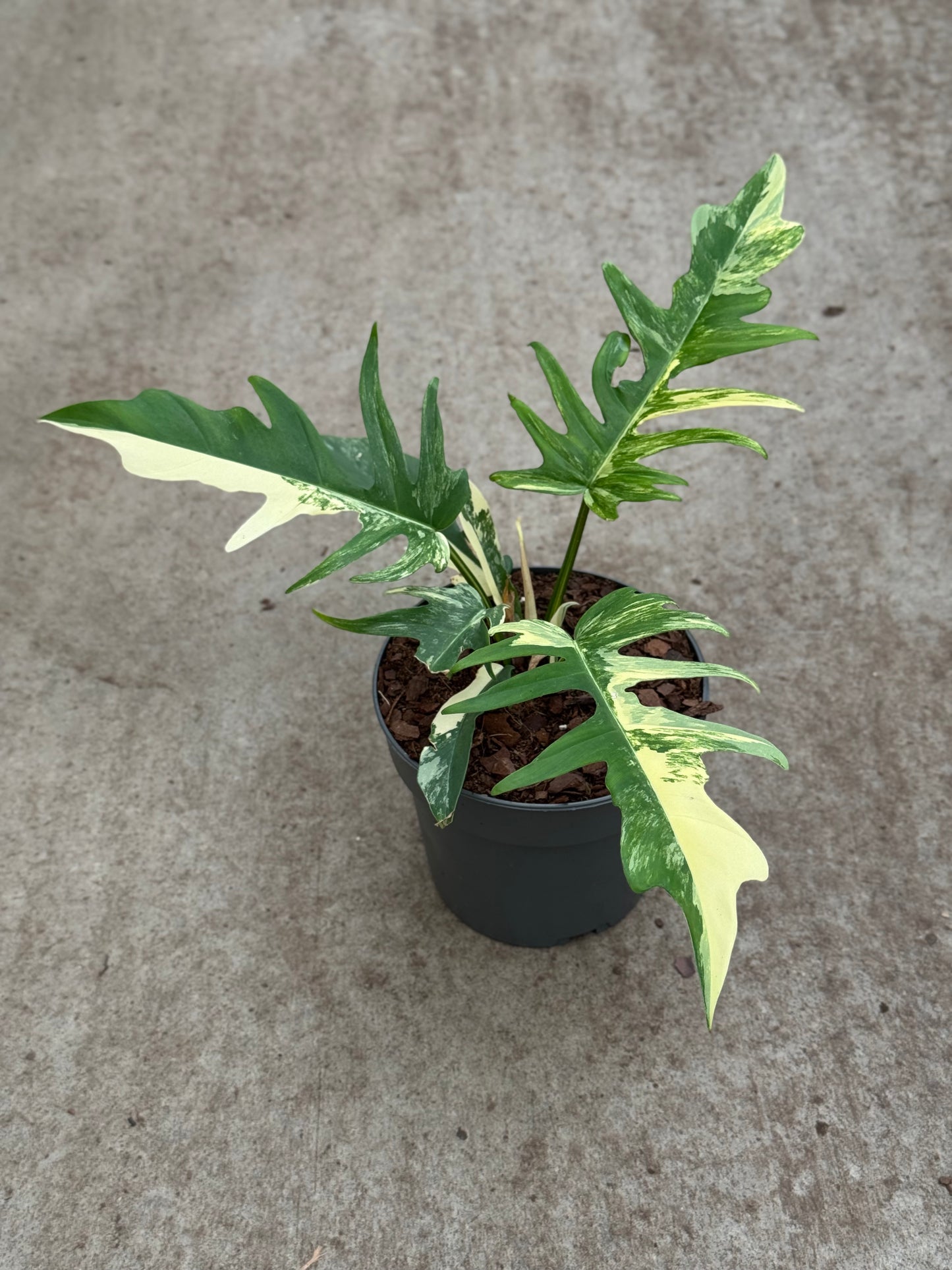Philodendron Florida Beauty X Tortum (P14)