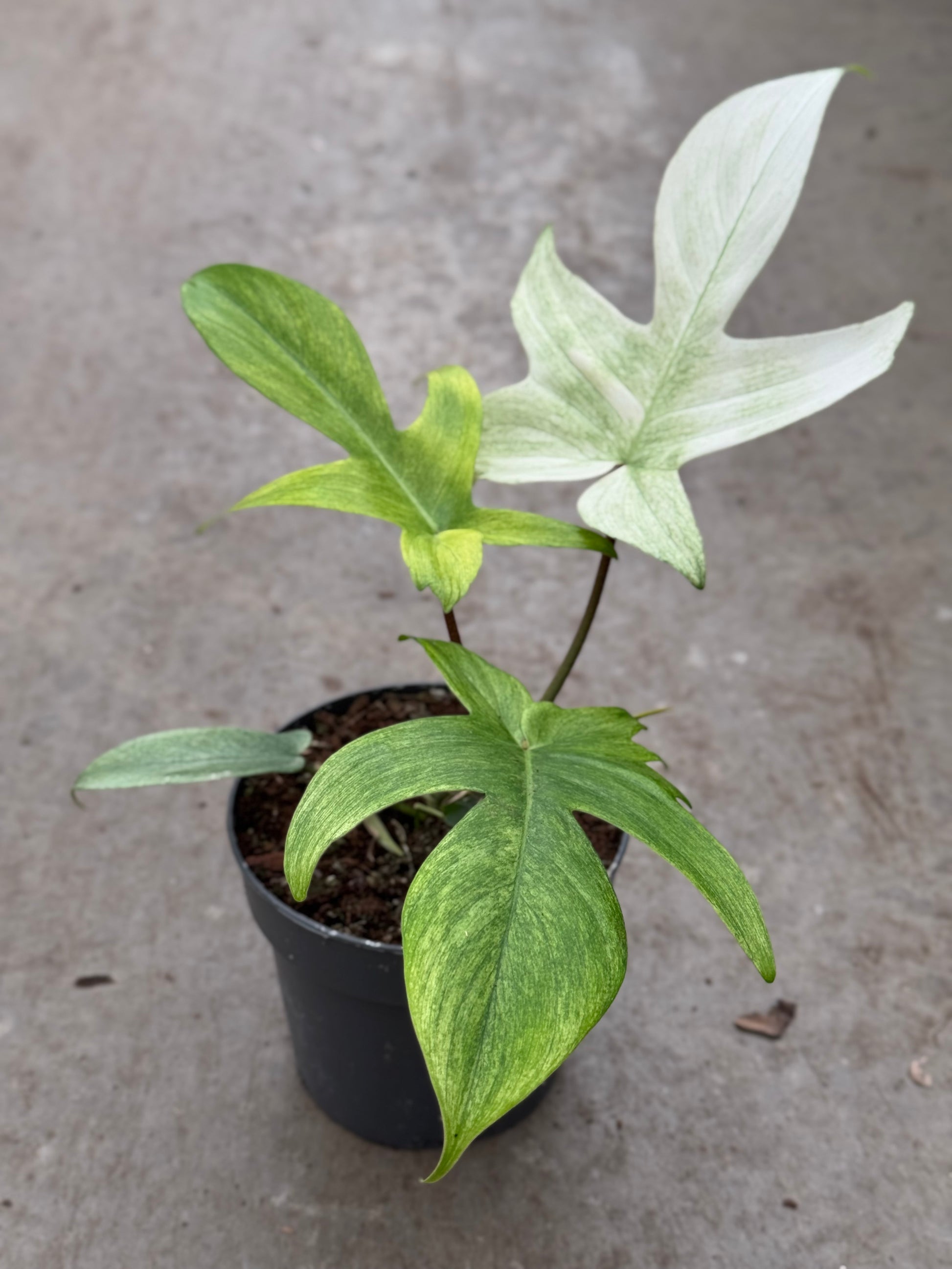 Philodendron Florida Ghost (P14)