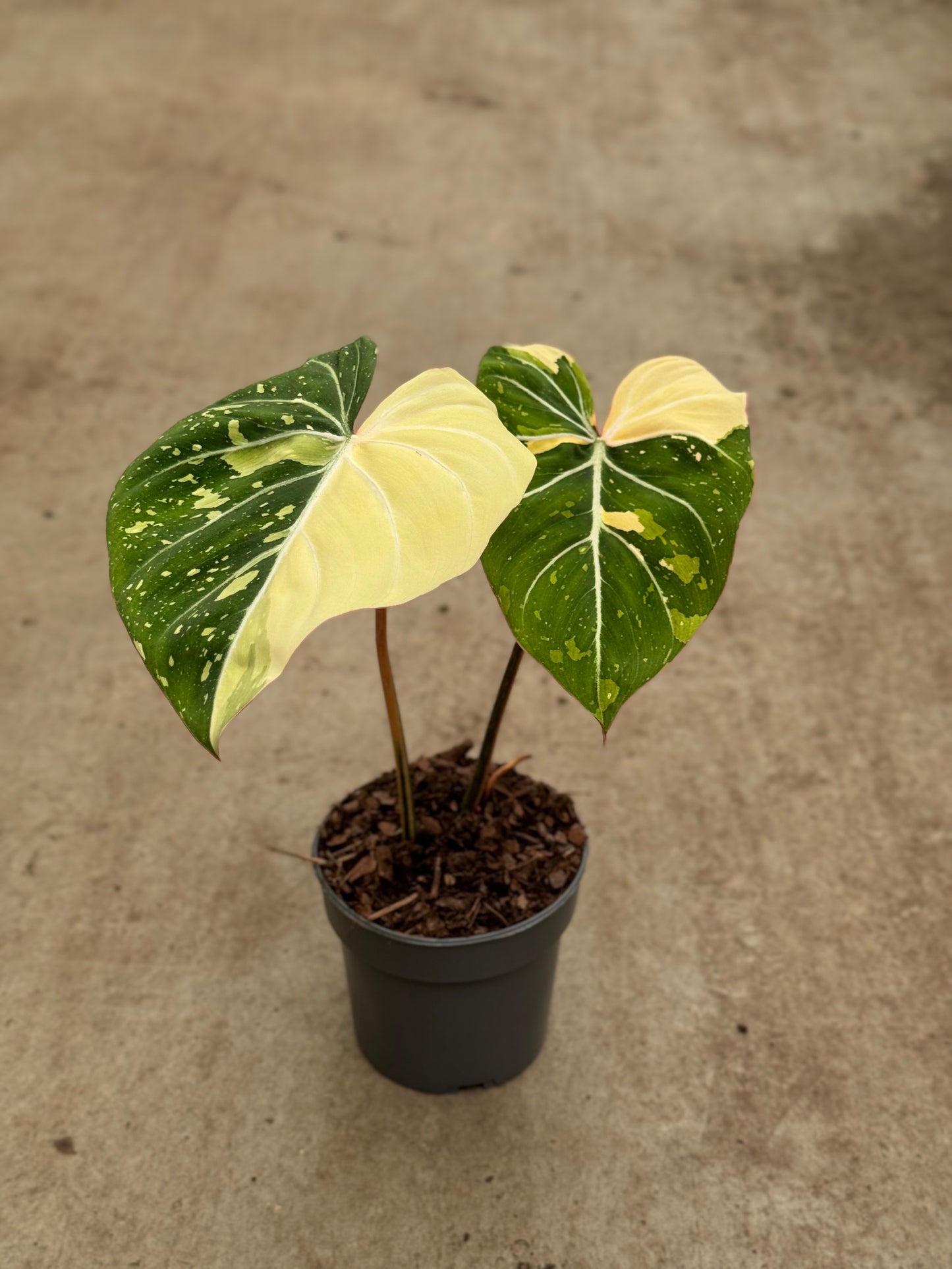 Philodendron Gloriosum Tricolor (P14)