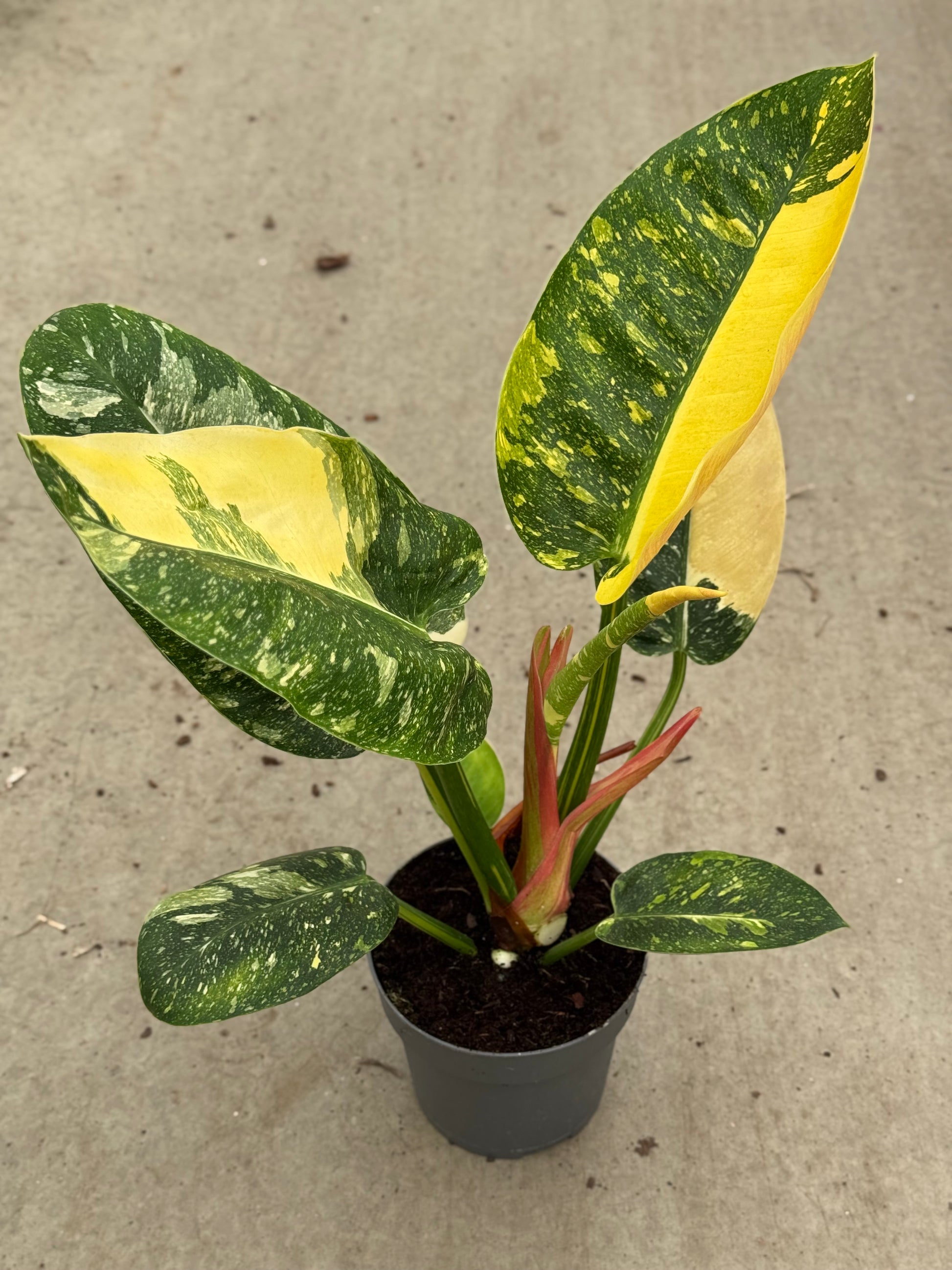 Philodendron Green Congo Marble XL (P17)