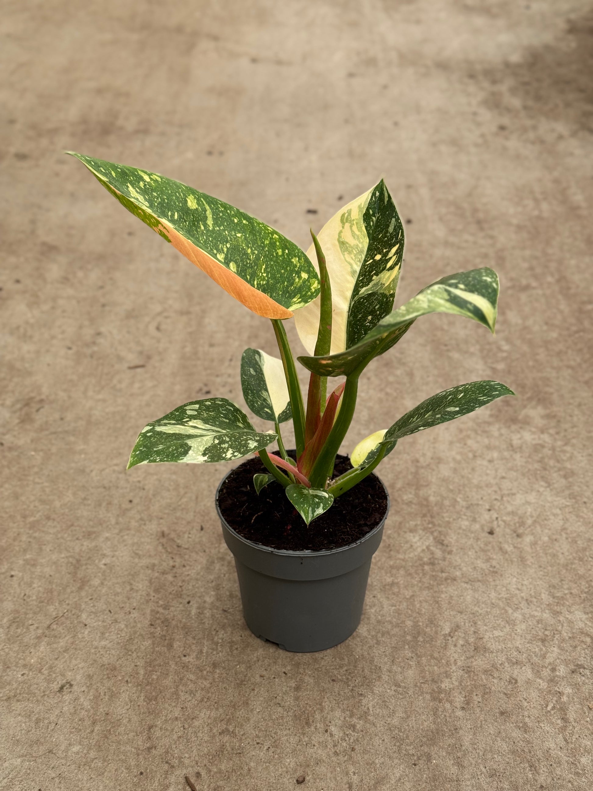 Philodendron Green Congo Marble (P14)