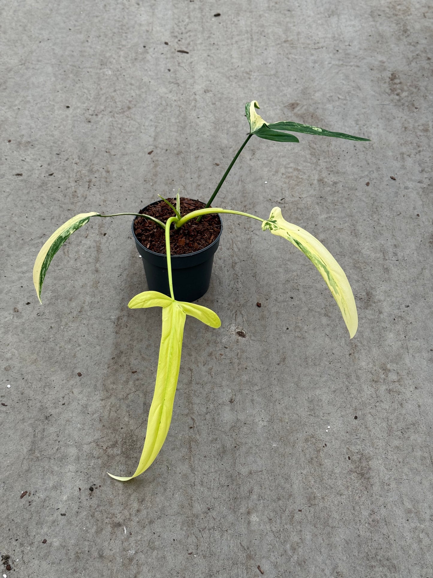 Philodendron Holtonianum Variegata (P14)