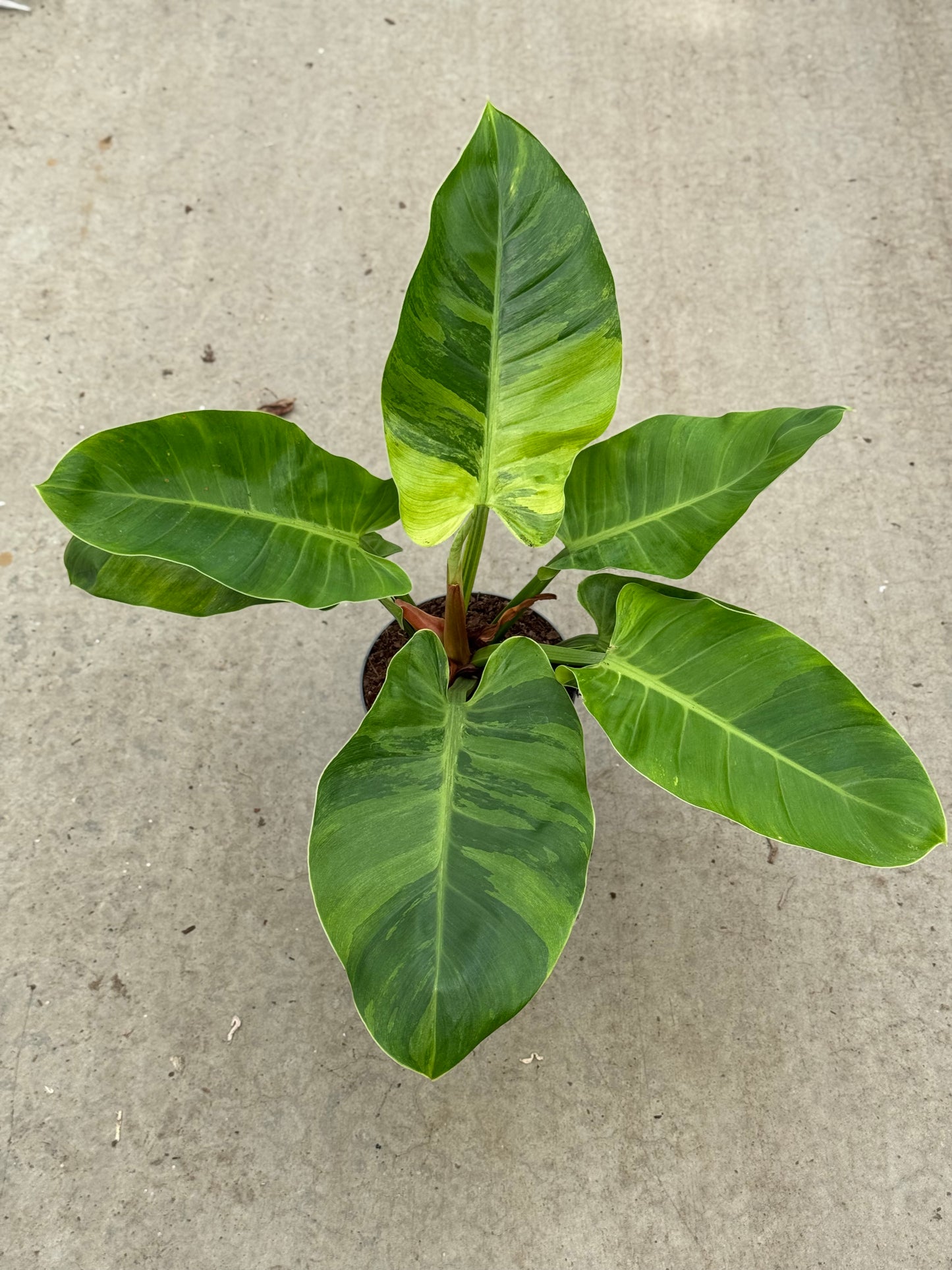 Philodendron Imperial Green Variegata (P17)